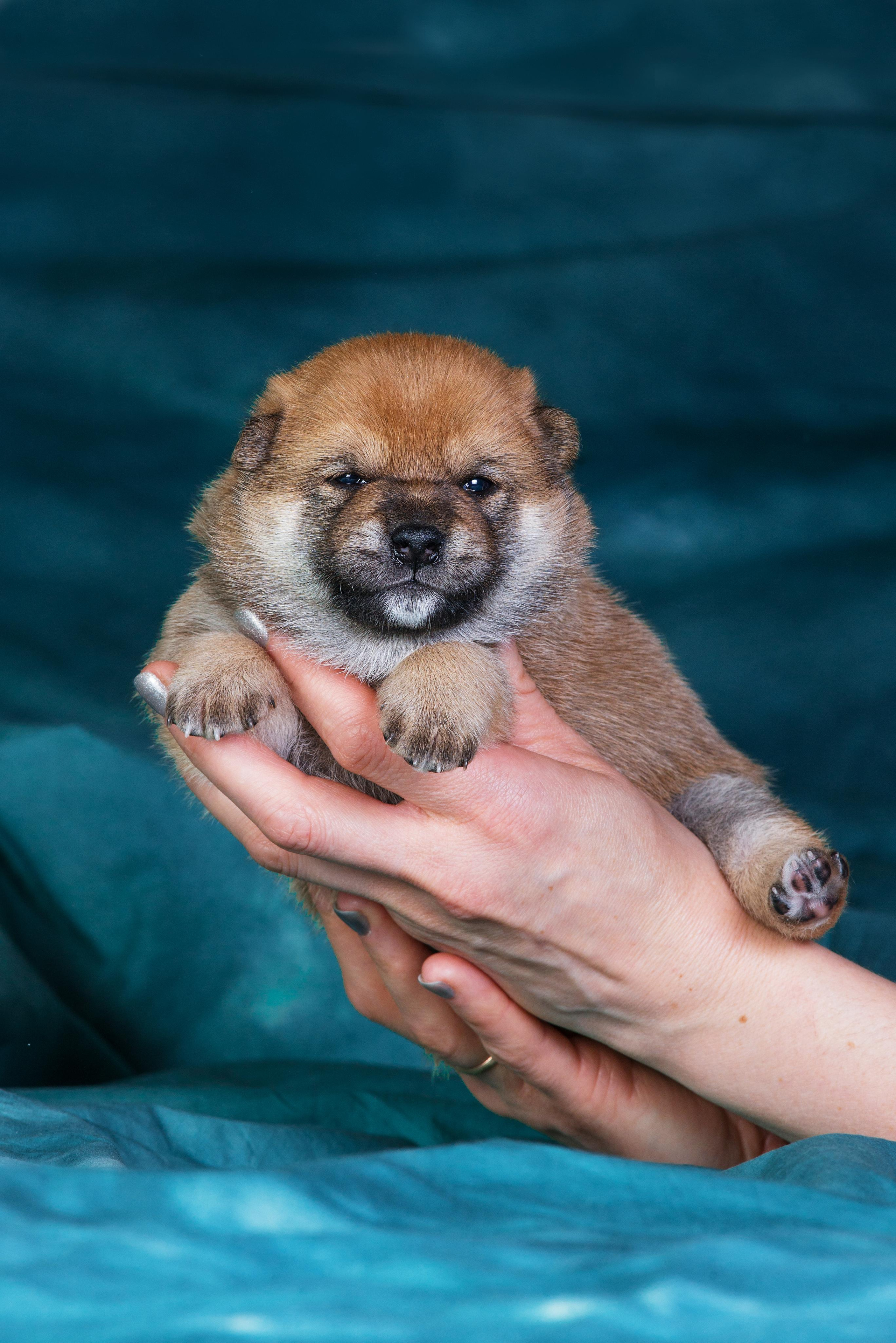 Маленькие сибы <3. Дог-фотограф в Тюмени Александра Королева
