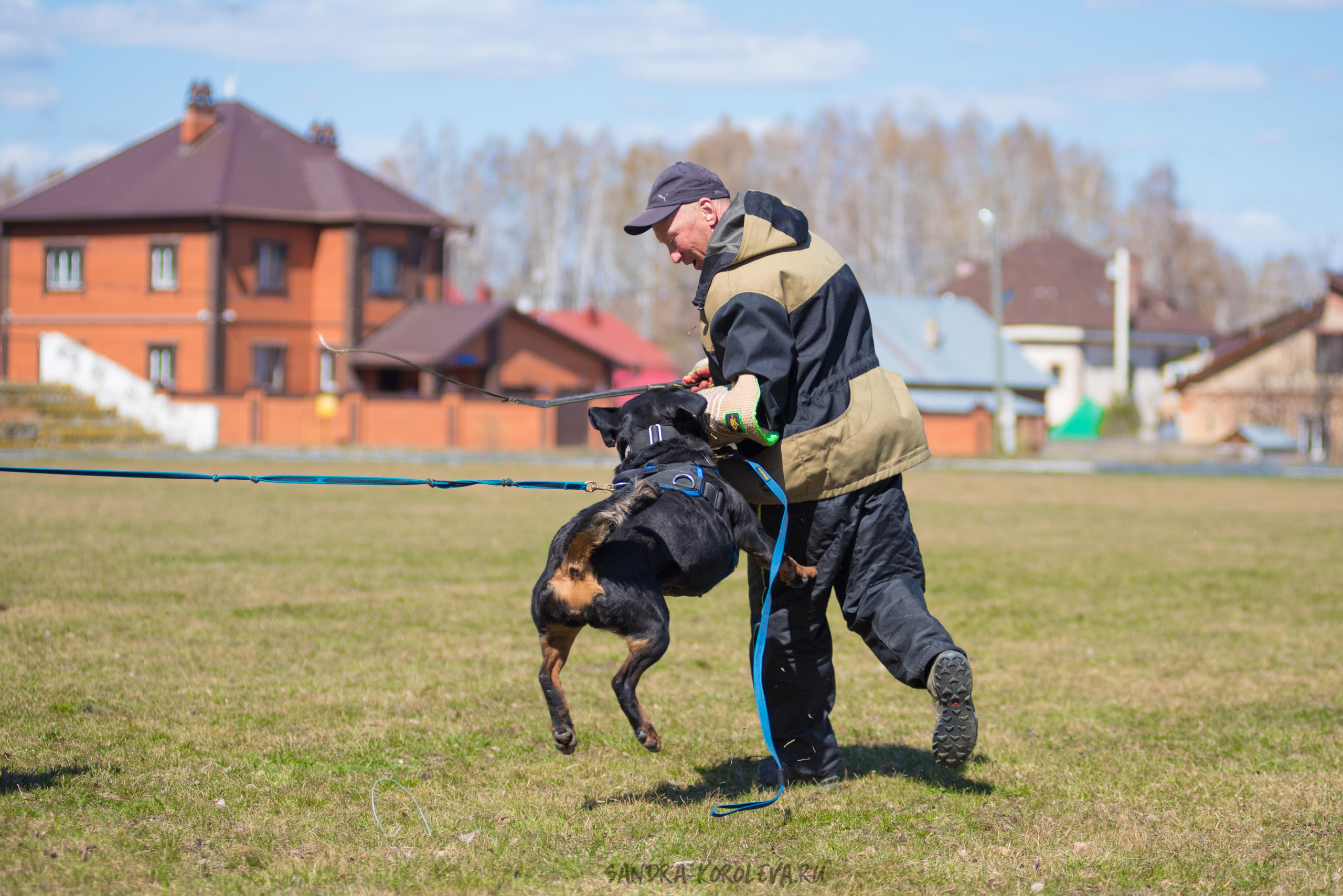 Тренинг с Сергеем Усковым май 2021 г.Тюмень. Дог-фотограф в Тюмени Александра Королева
