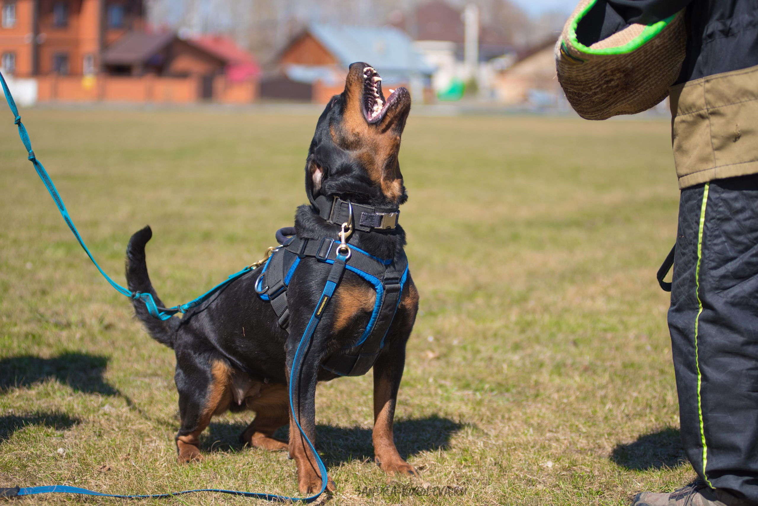 Тренинг с Сергеем Усковым май 2021 г.Тюмень. Дог-фотограф в Тюмени Александра Королева