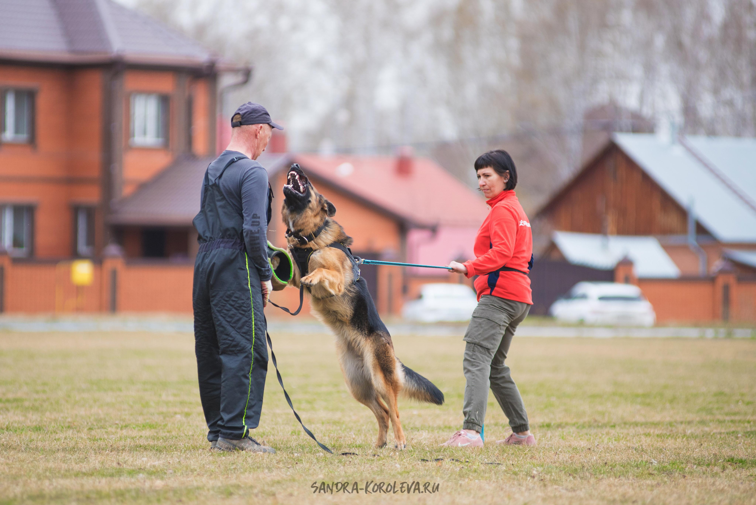 Тренинг с Сергеем Усковым май 2021 г.Тюмень. Дог-фотограф в Тюмени Александра Королева