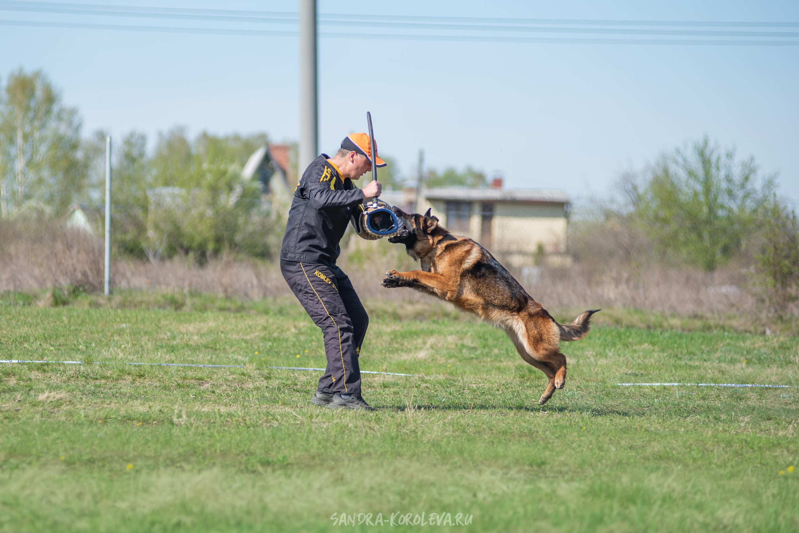 Монопородная выставка немецких овчарок 8 мая г. Челябинск. Дог-фотограф в Тюмени Александра Королева
