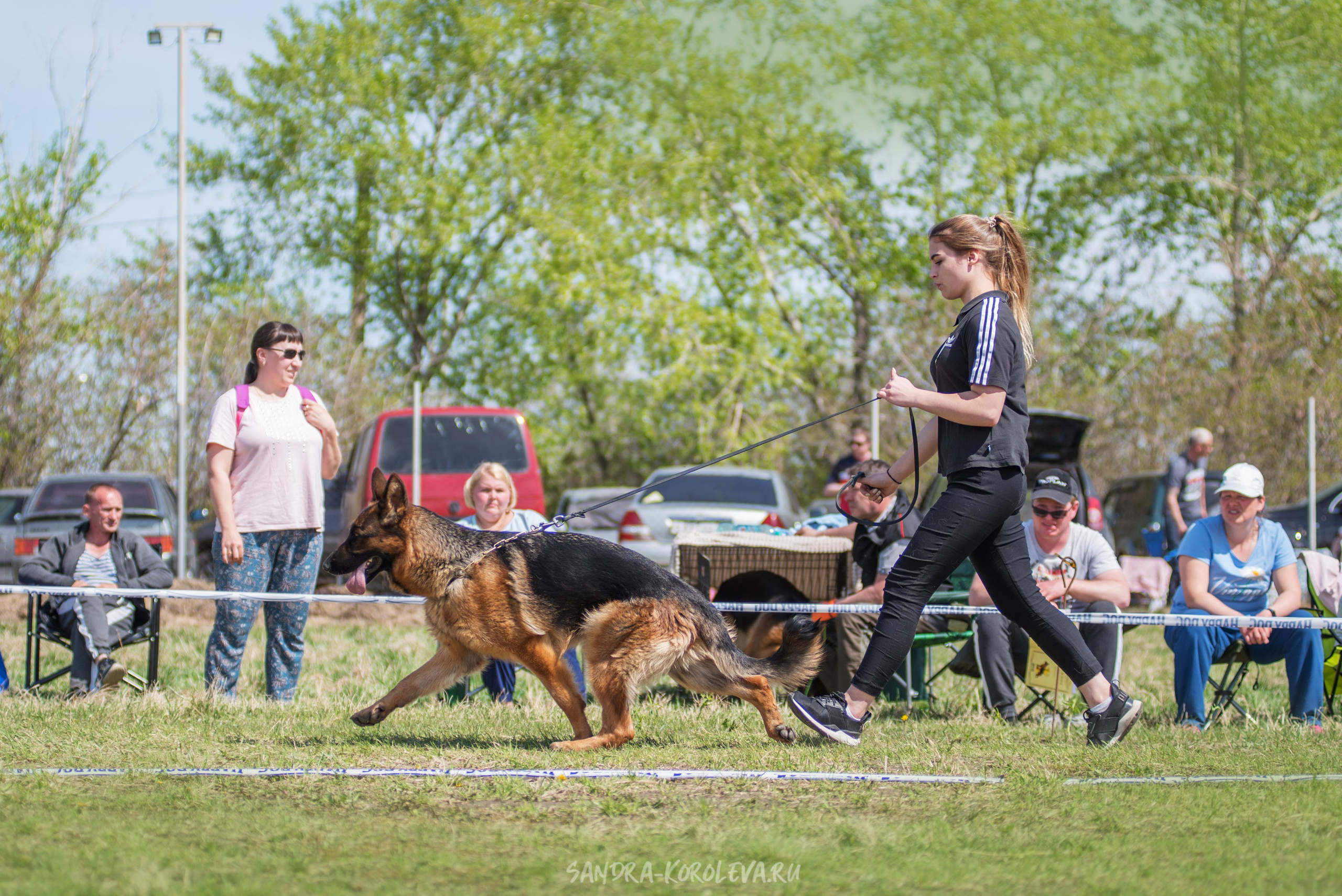 Монопородная выставка немецких овчарок 8 мая г. Челябинск. Дог-фотограф в Тюмени Александра Королева