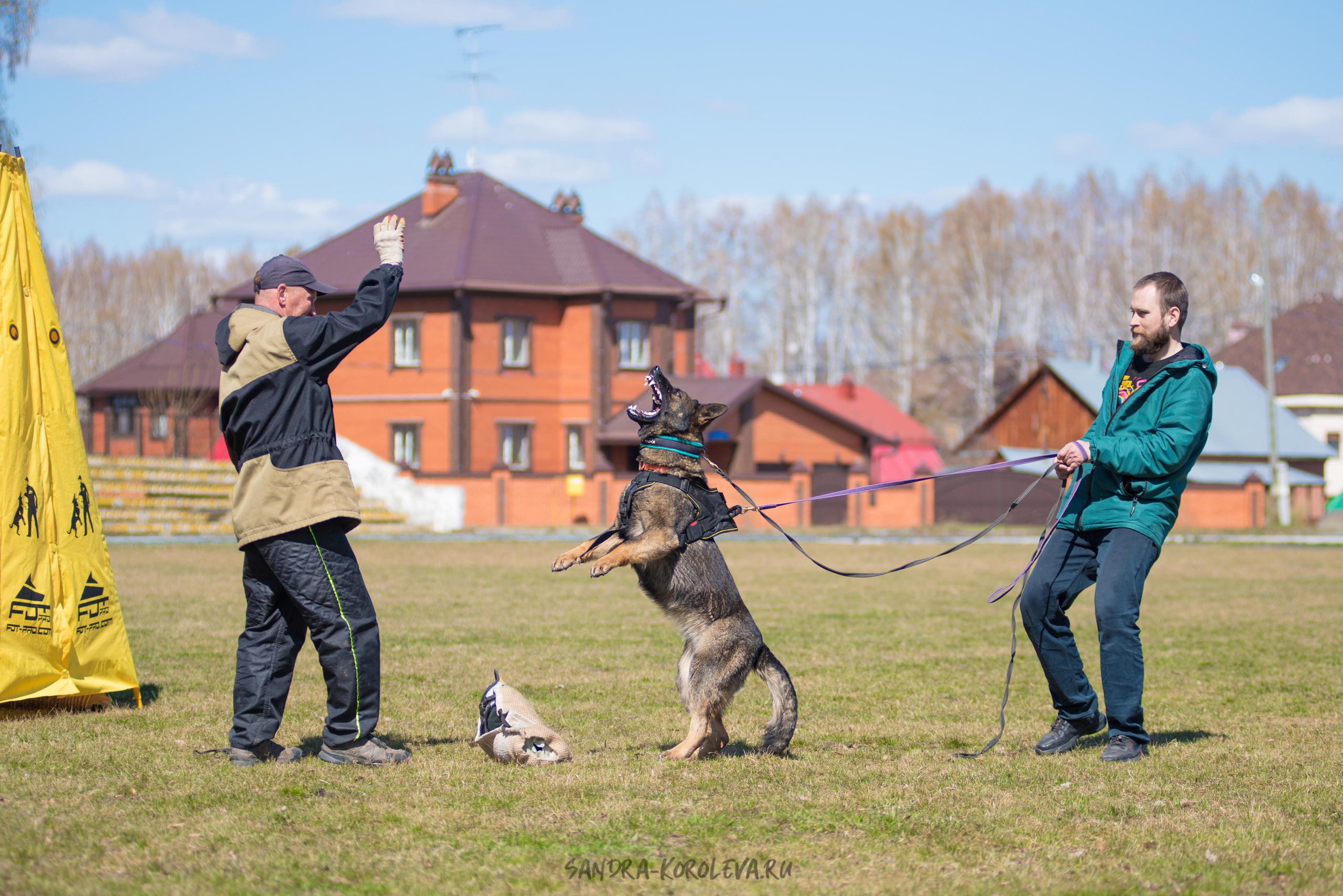 Тренинг с Сергеем Усковым май 2021 г.Тюмень. Дог-фотограф в Тюмени Александра Королева