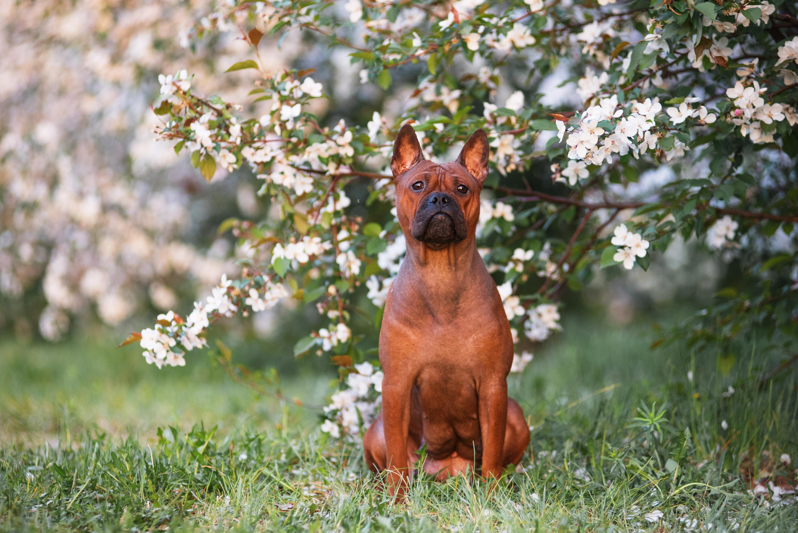 Тюменские чунцины Лева и Лисса. Дог-фотограф в Тюмени Александра Королева