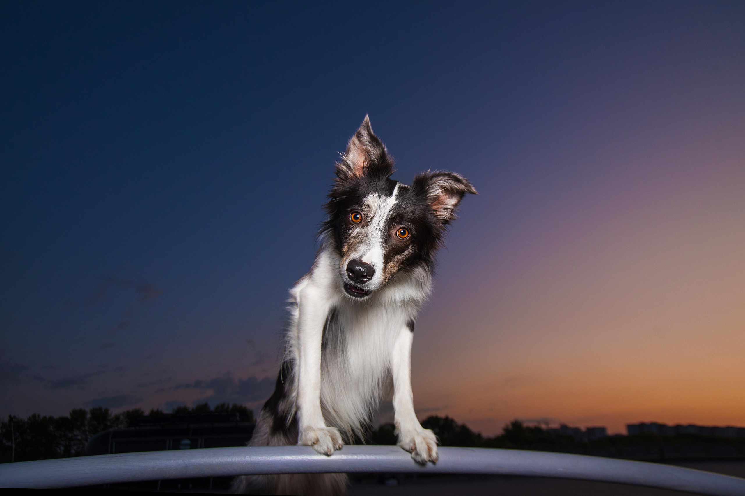 Мистер Тейси. Дог-фотограф в Тюмени Александра Королева