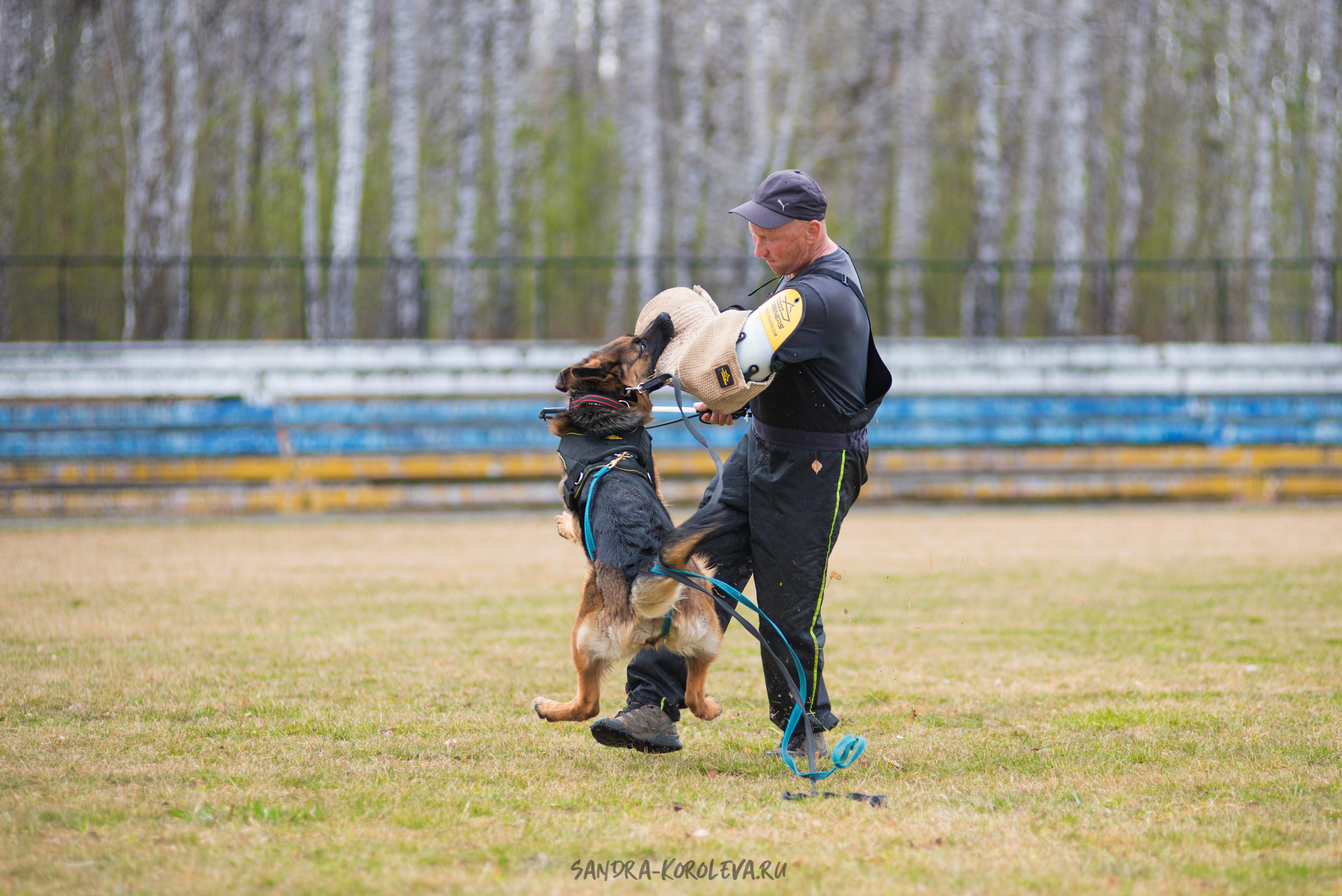 Тренинг с Сергеем Усковым май 2021 г.Тюмень. Дог-фотограф в Тюмени Александра Королева