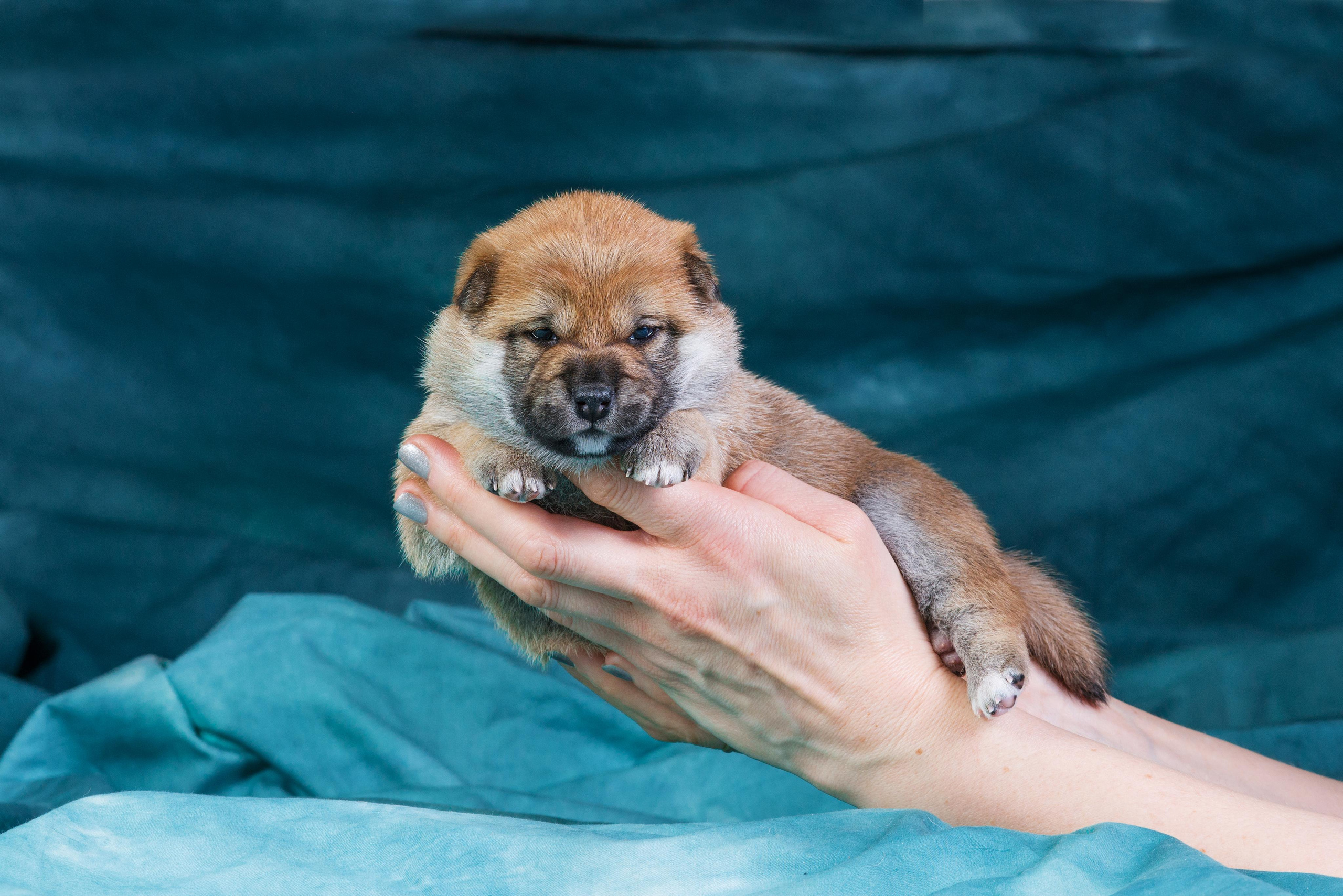 Маленькие сибы <3. Дог-фотограф в Тюмени Александра Королева