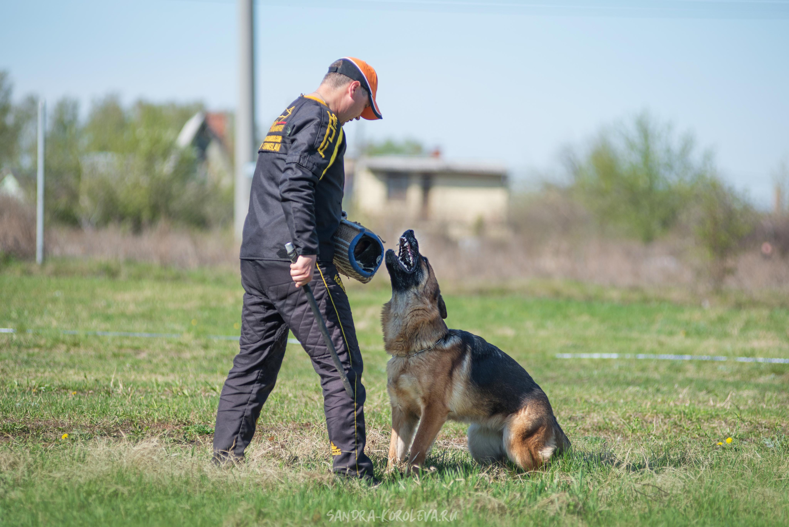 Монопородная выставка немецких овчарок 8 мая г. Челябинск. Дог-фотограф в Тюмени Александра Королева