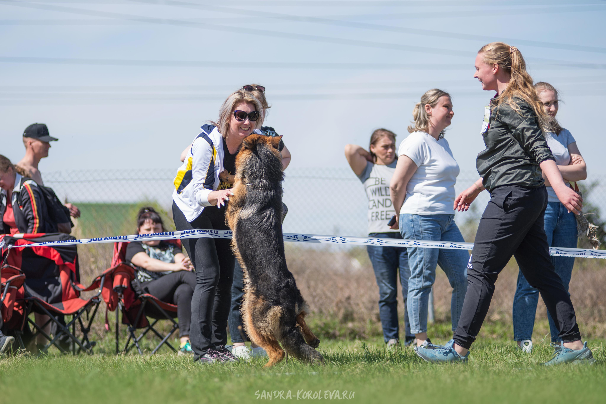 Монопородная выставка немецких овчарок 8 мая г. Челябинск. Дог-фотограф в Тюмени Александра Королева