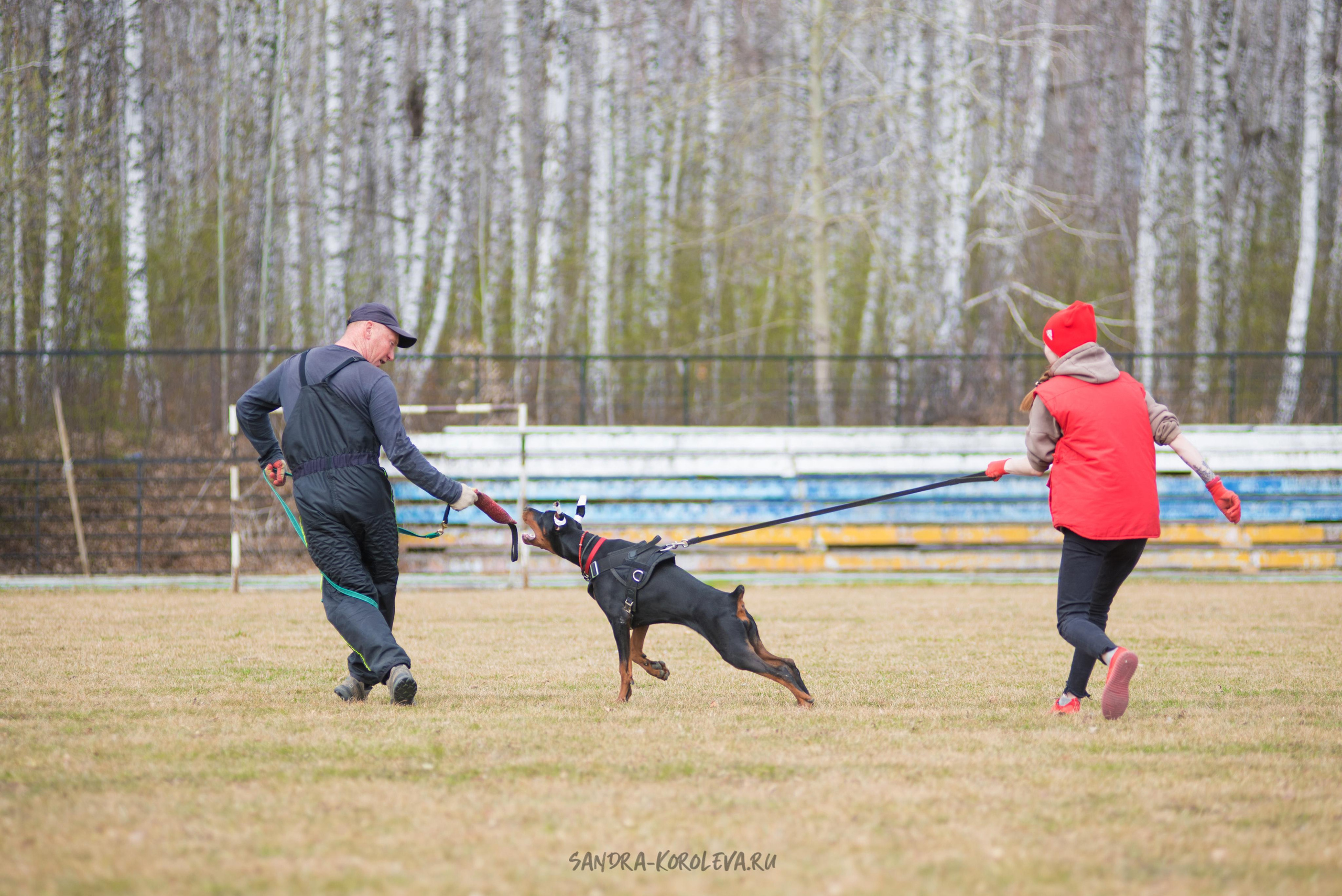 Тренинг с Сергеем Усковым май 2021 г.Тюмень. Дог-фотограф в Тюмени Александра Королева