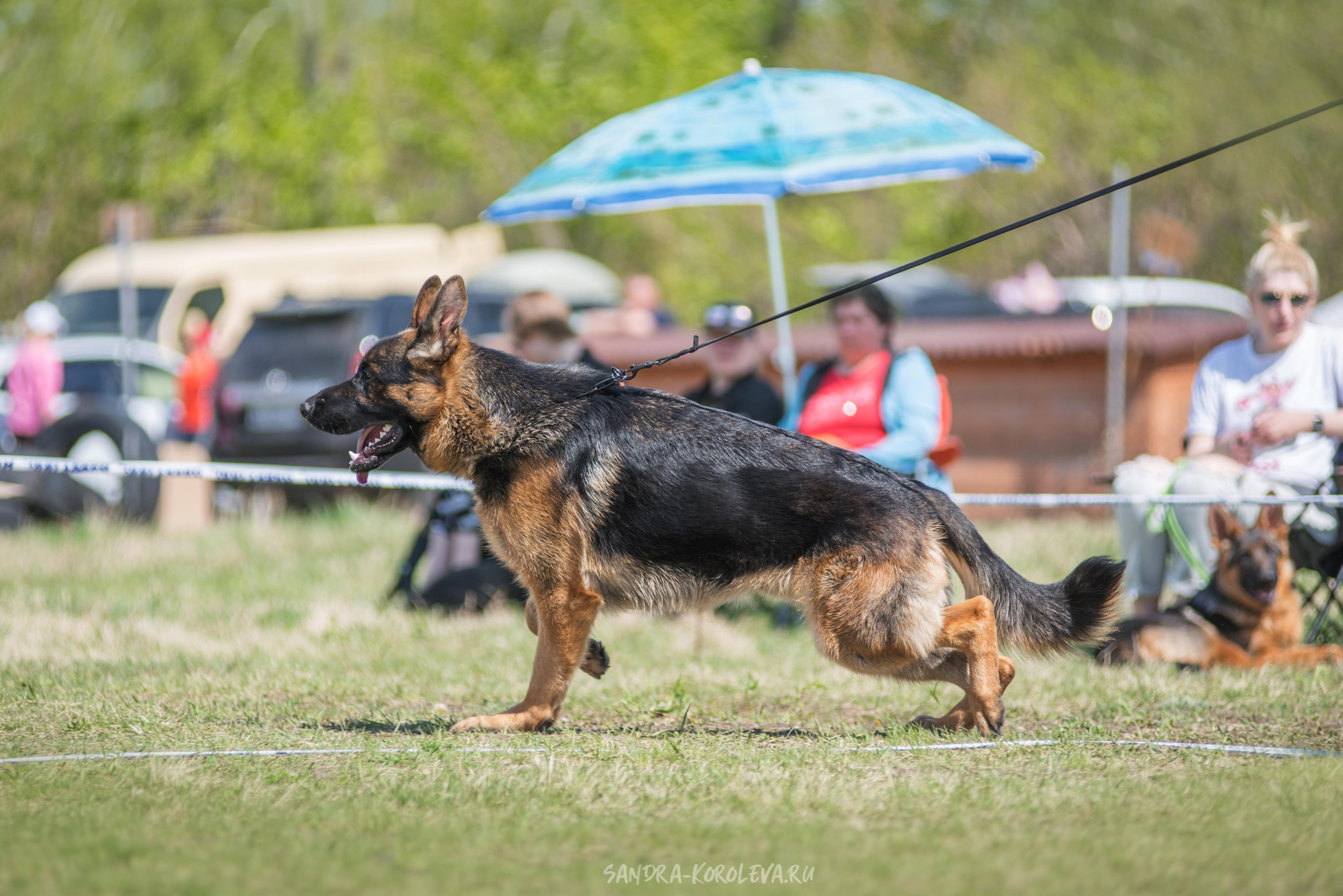 Монопородная выставка немецких овчарок 8 мая г. Челябинск. Дог-фотограф в Тюмени Александра Королева