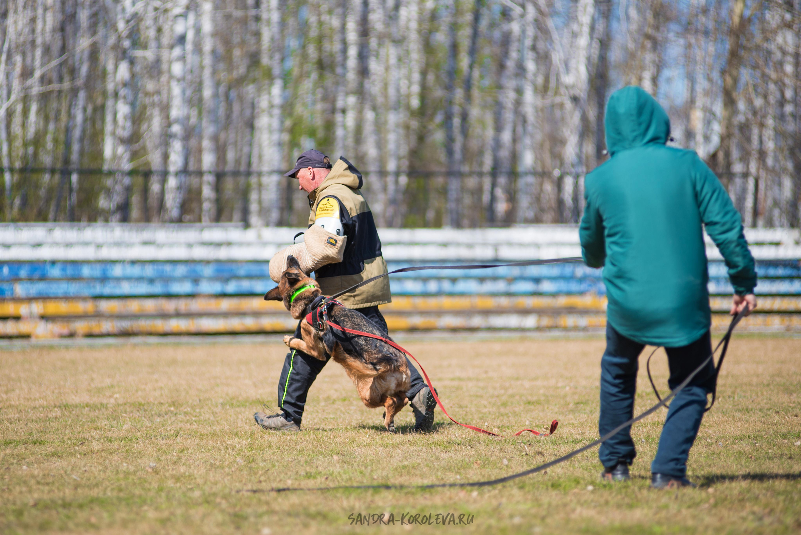 Тренинг с Сергеем Усковым май 2021 г.Тюмень. Дог-фотограф в Тюмени Александра Королева