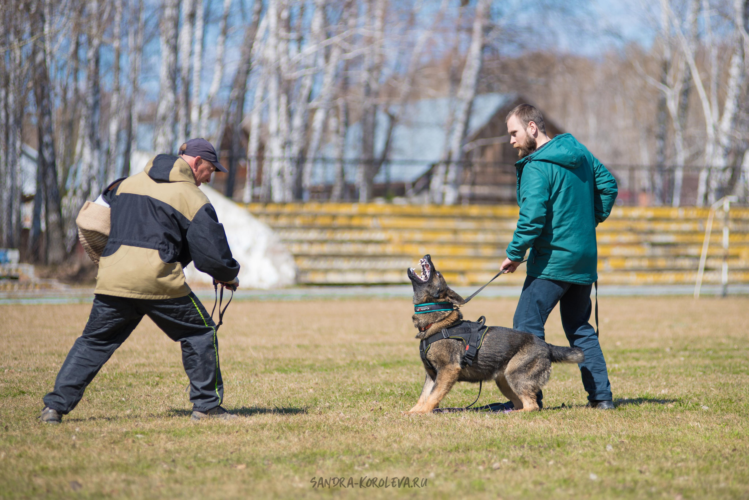 Тренинг с Сергеем Усковым май 2021 г.Тюмень. Дог-фотограф в Тюмени Александра Королева