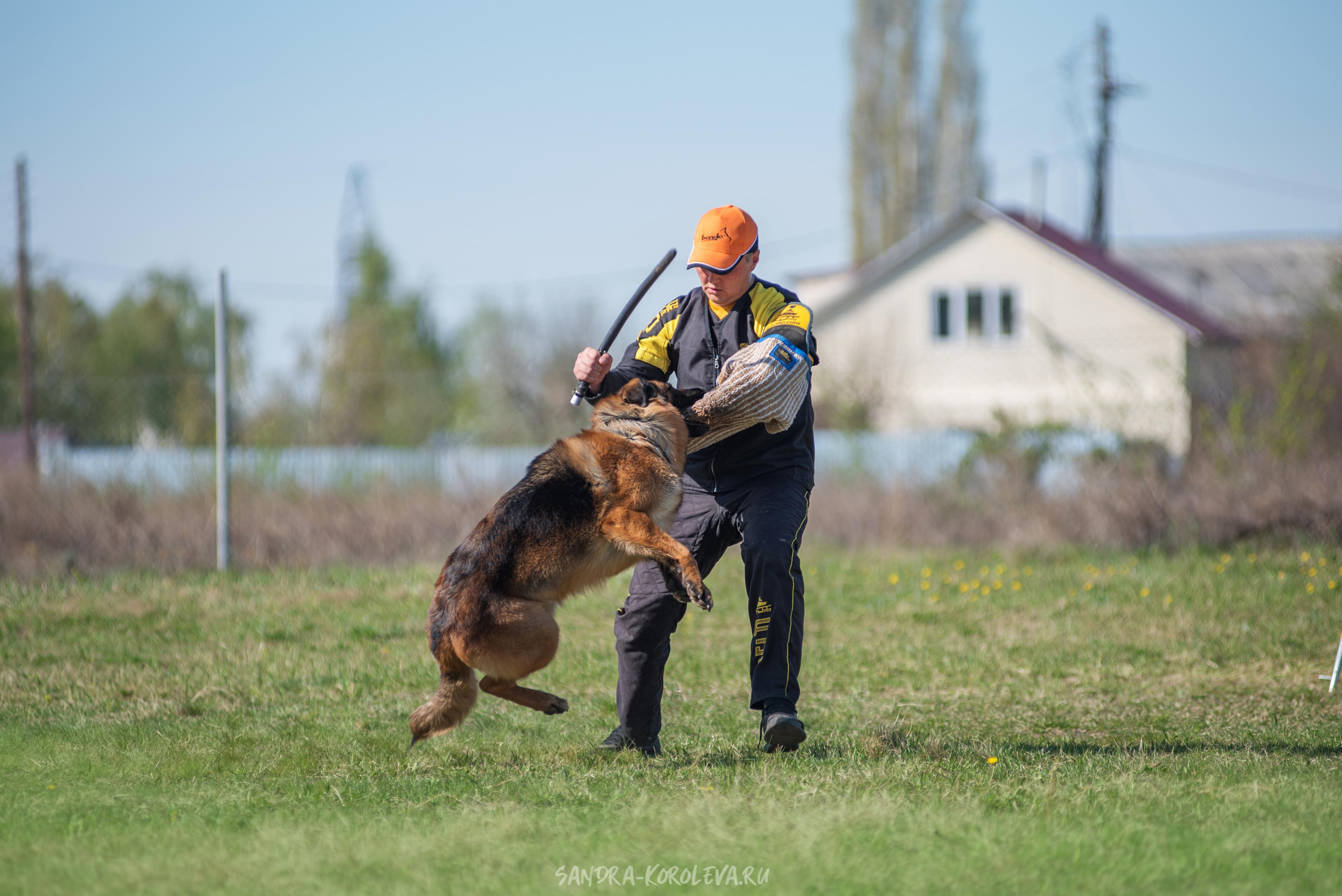 Монопородная выставка немецких овчарок 8 мая г. Челябинск. Дог-фотограф в Тюмени Александра Королева