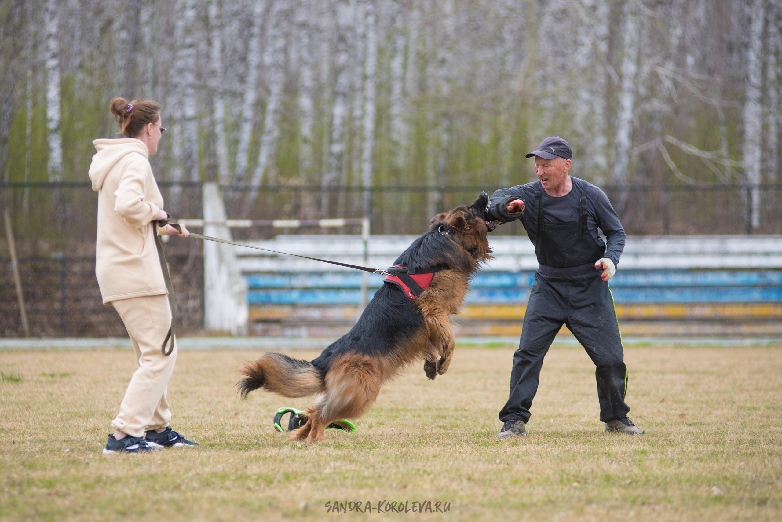 Тренинг с Сергеем Усковым май 2021 г.Тюмень. Дог-фотограф в Тюмени Александра Королева