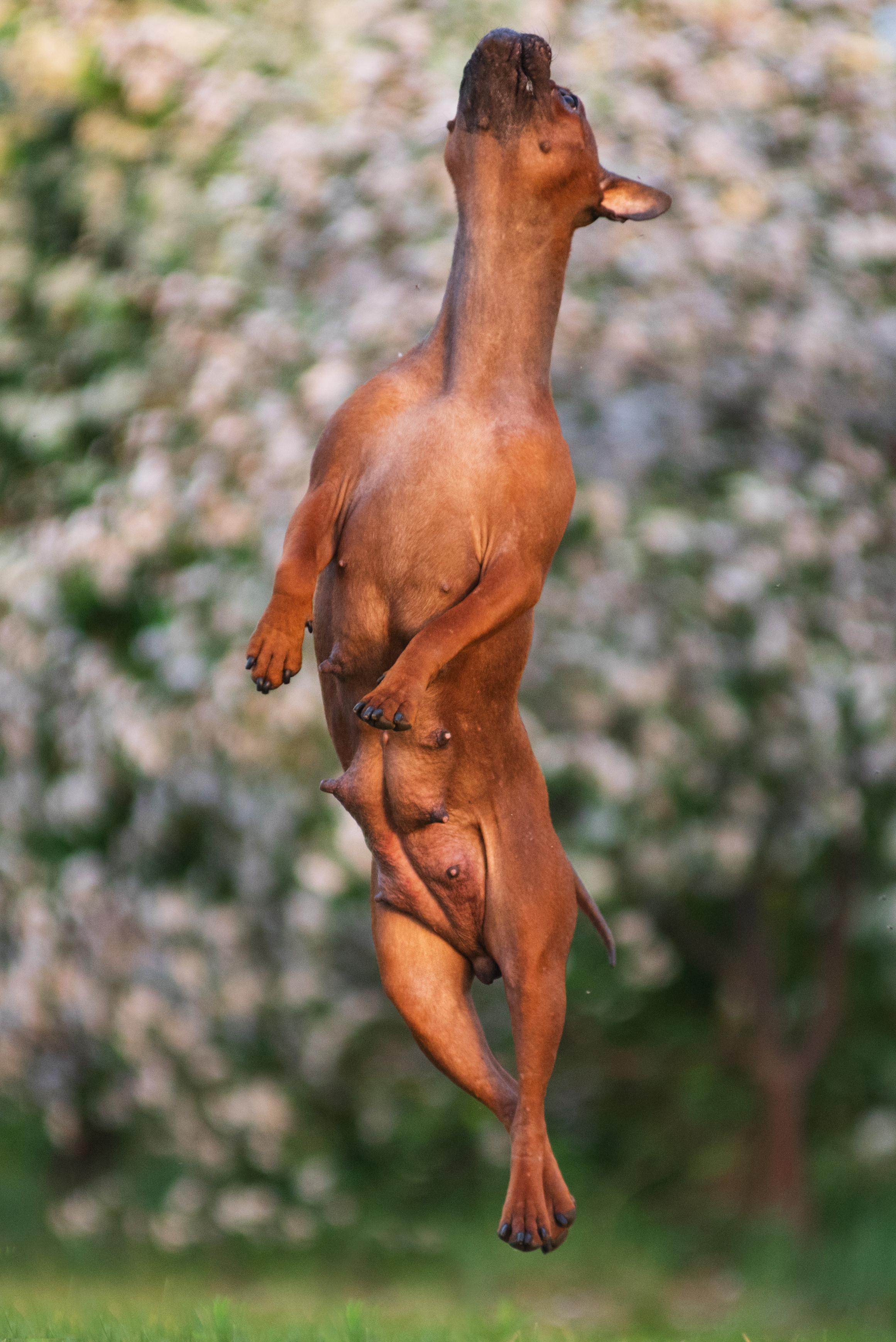 Тюменские чунцины Лева и Лисса. Дог-фотограф в Тюмени Александра Королева