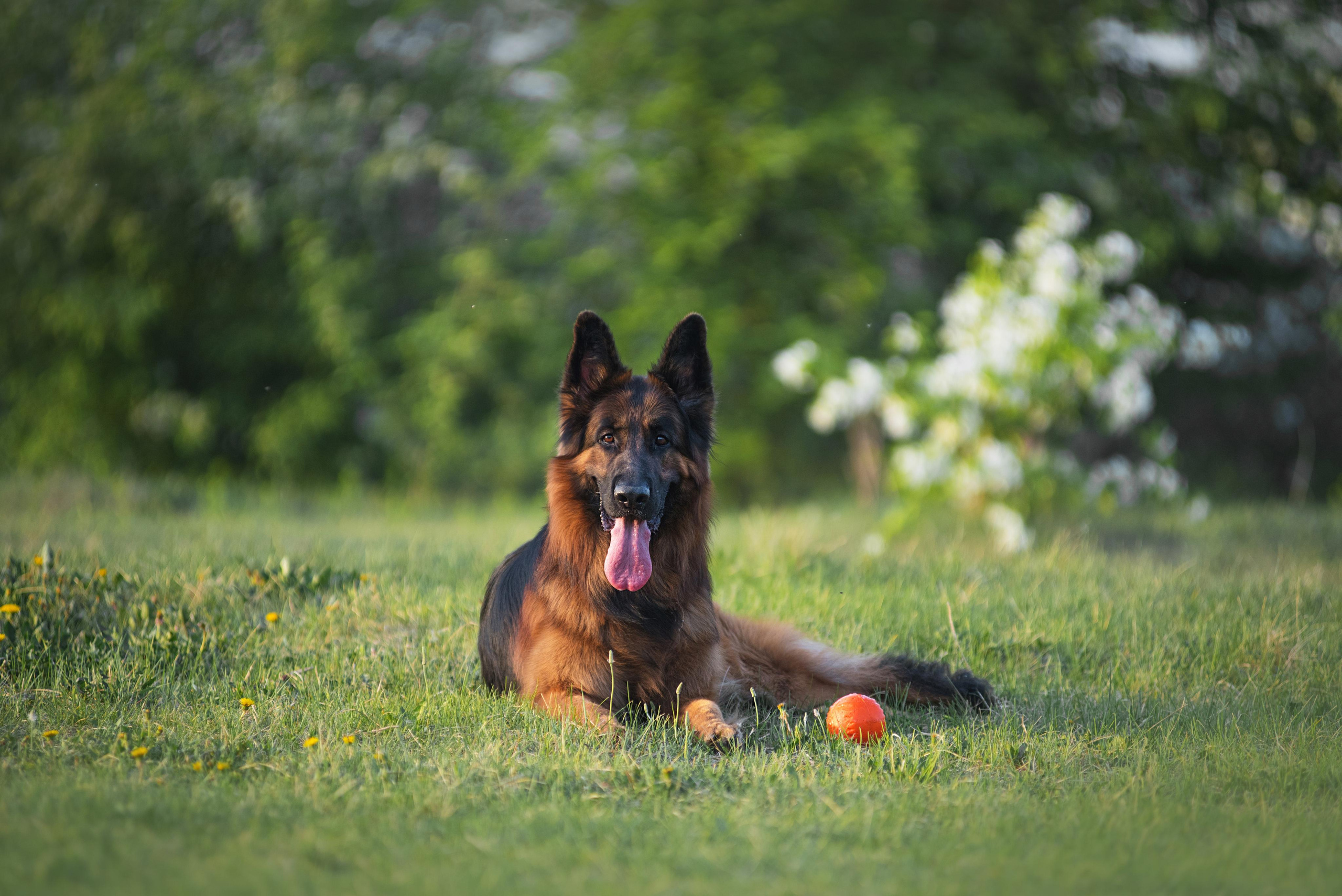 Немецкая овчарка Штерн Рэджен Маэстро. Дог-фотограф в Тюмени Александра Королева
