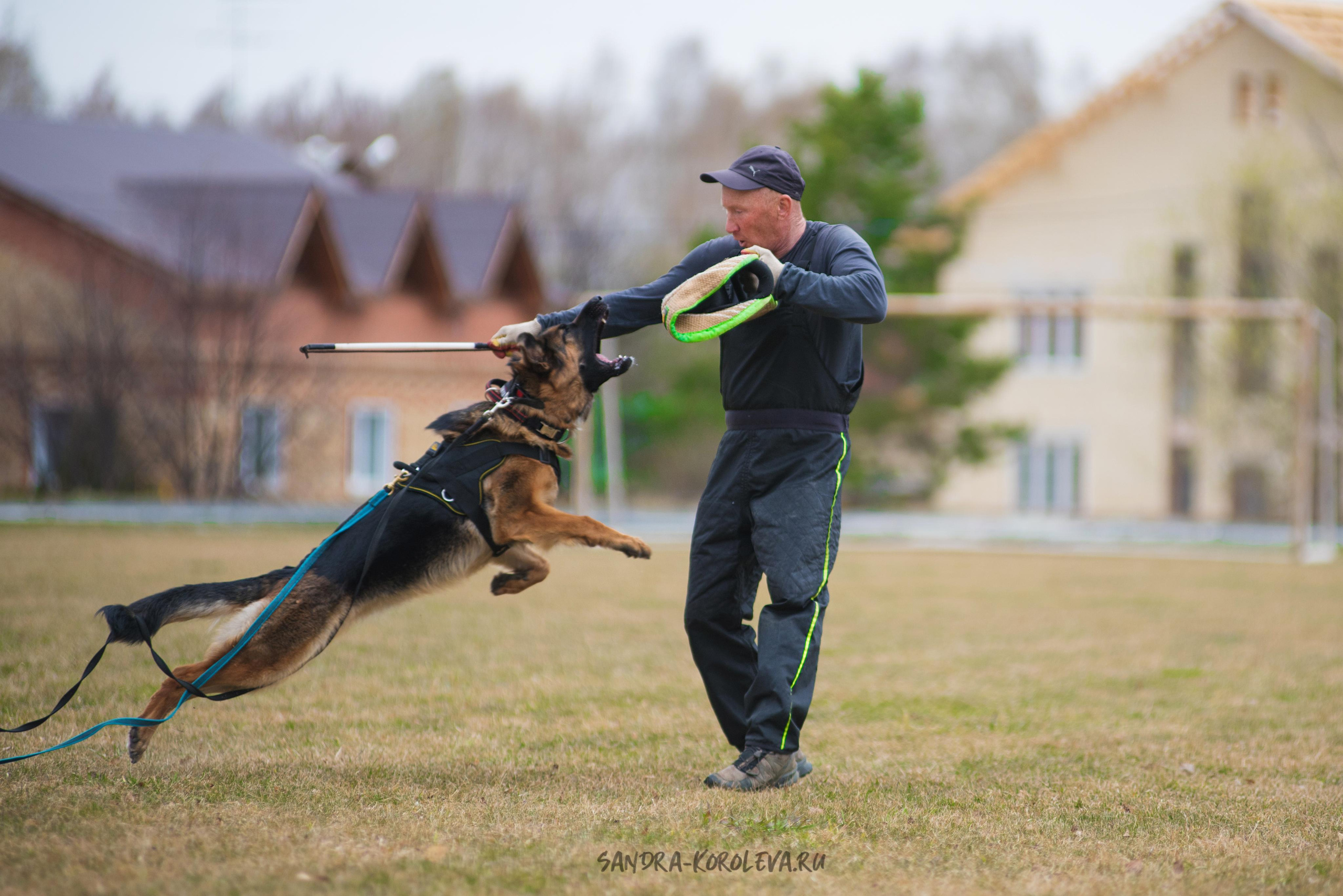 Тренинг с Сергеем Усковым май 2021 г.Тюмень. Дог-фотограф в Тюмени Александра Королева