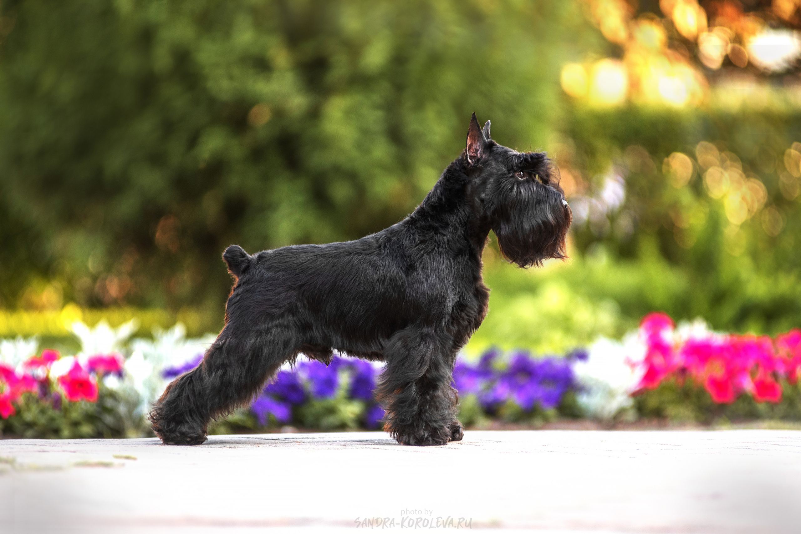 Цвергшнауцер. Дог-фотограф в Тюмени Александра Королева