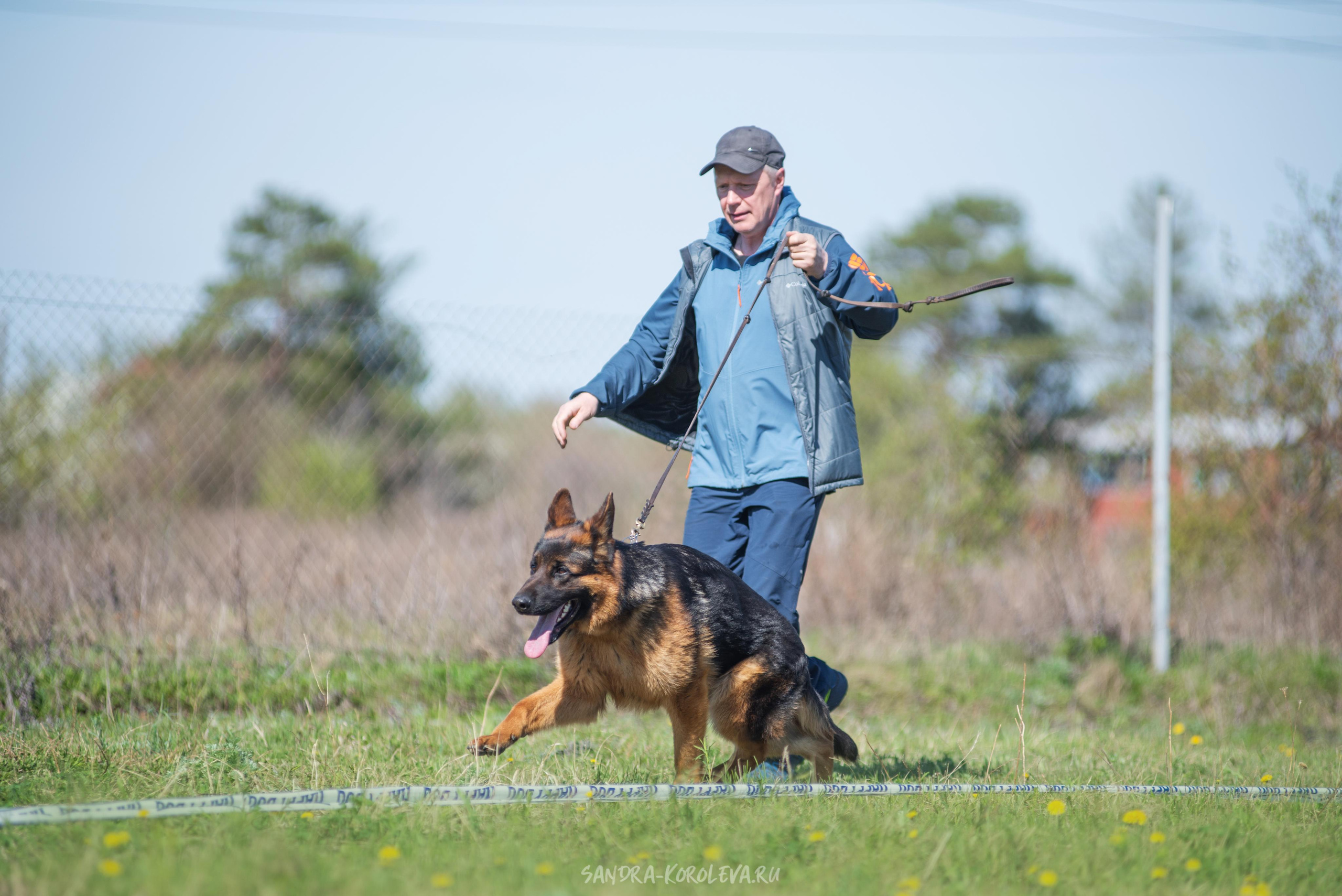 Монопородная выставка немецких овчарок 8 мая г. Челябинск. Дог-фотограф в Тюмени Александра Королева