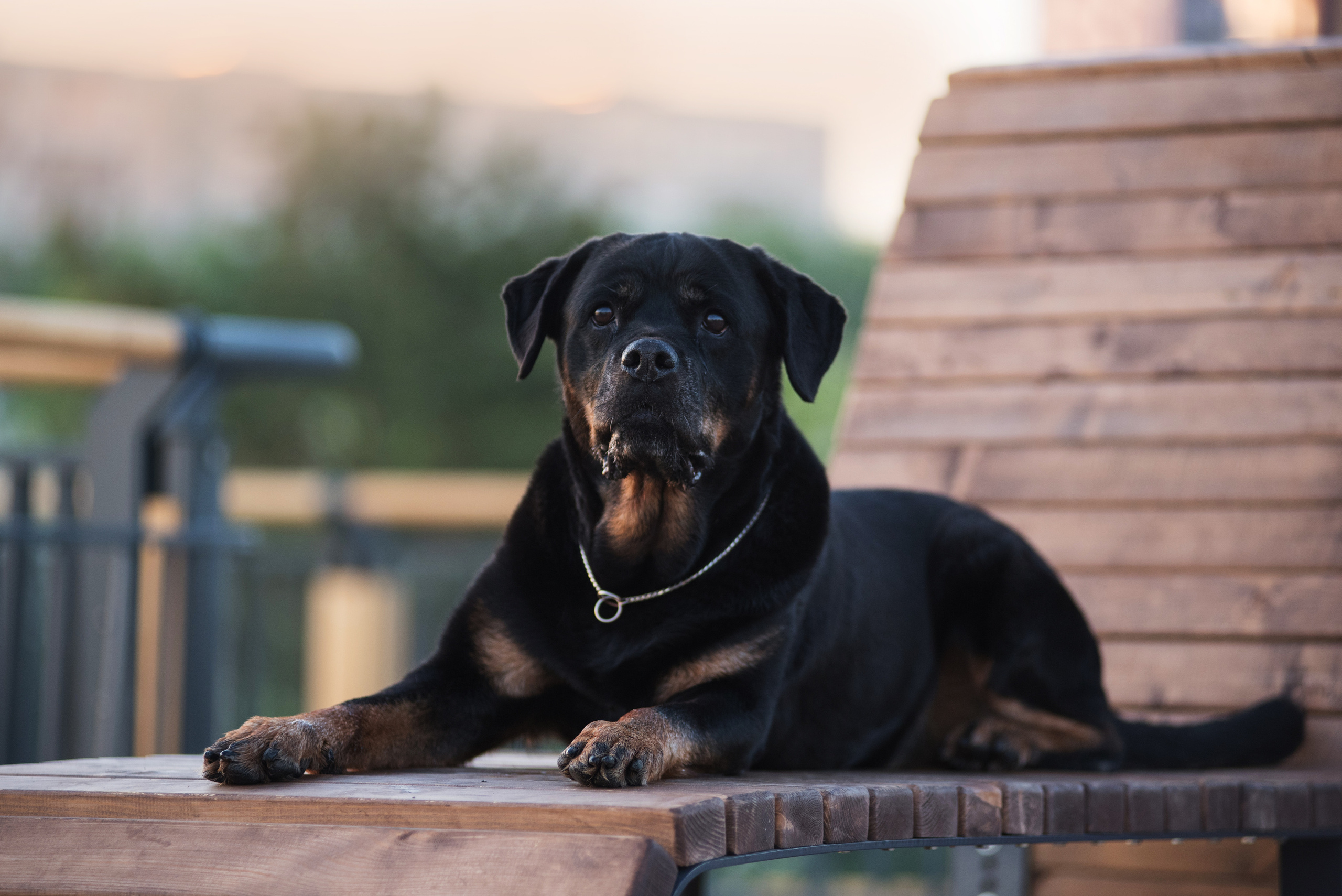Лиза, Буня и Корж. Весна цветущая. Дог-фотограф в Тюмени Александра Королева
