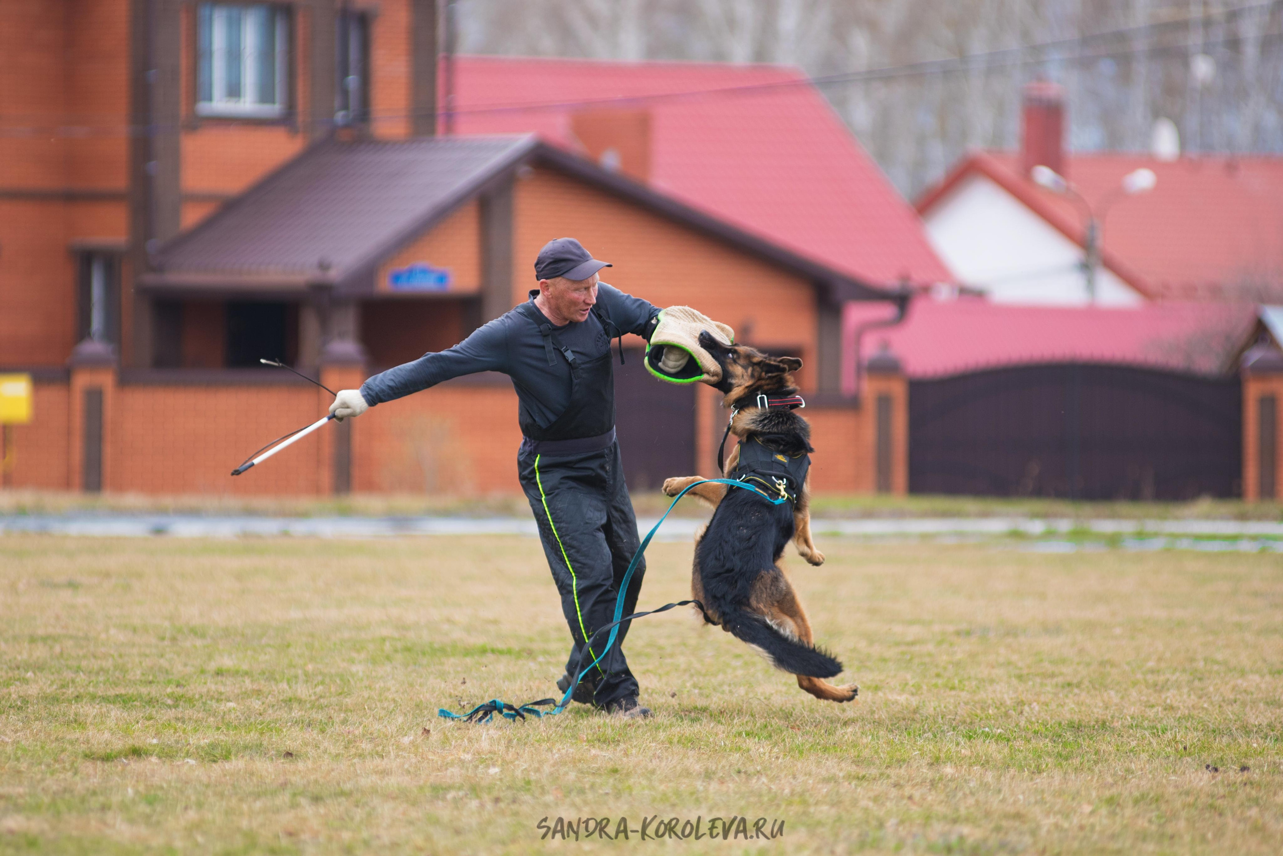 Тренинг с Сергеем Усковым май 2021 г.Тюмень. Дог-фотограф в Тюмени Александра Королева