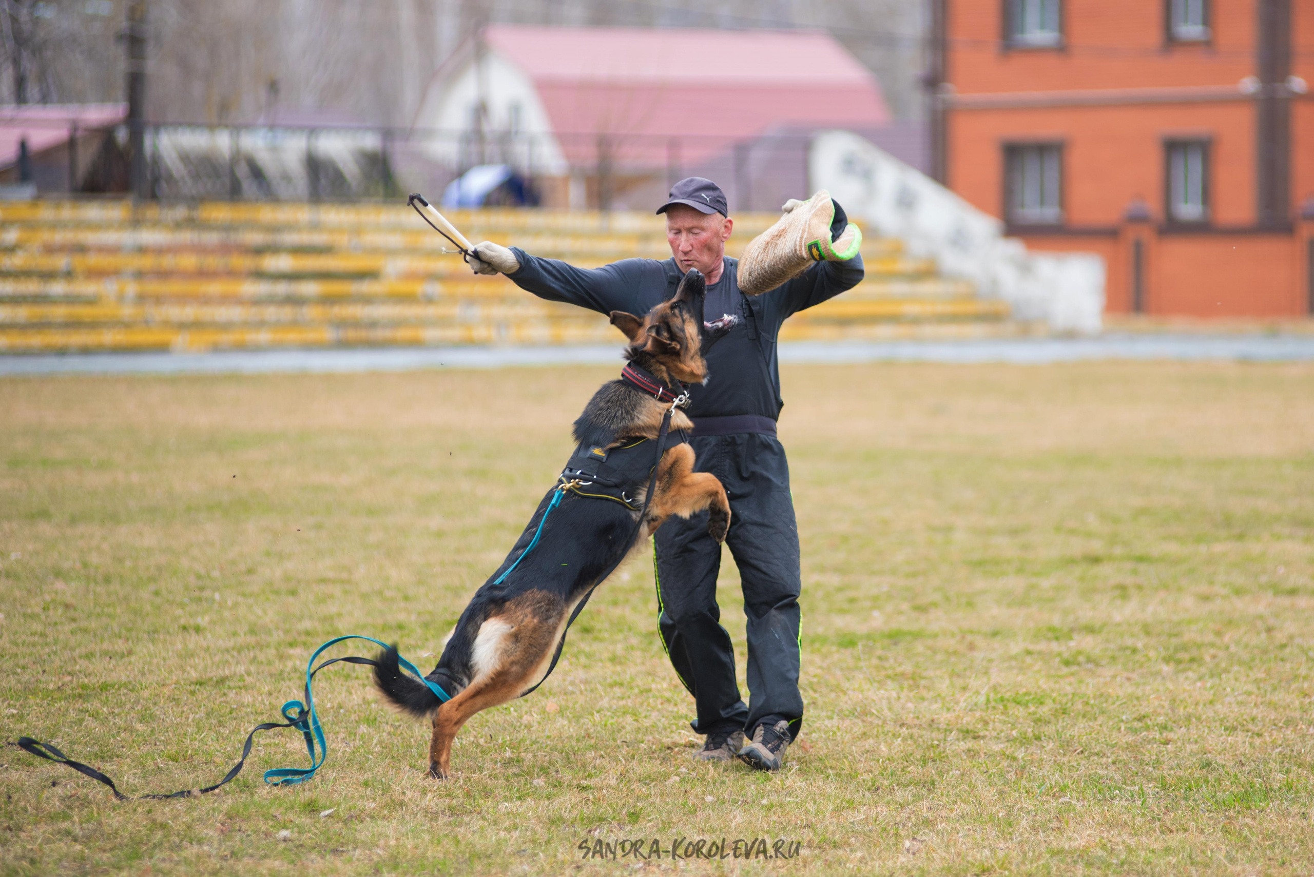Тренинг с Сергеем Усковым май 2021 г.Тюмень. Дог-фотограф в Тюмени Александра Королева
