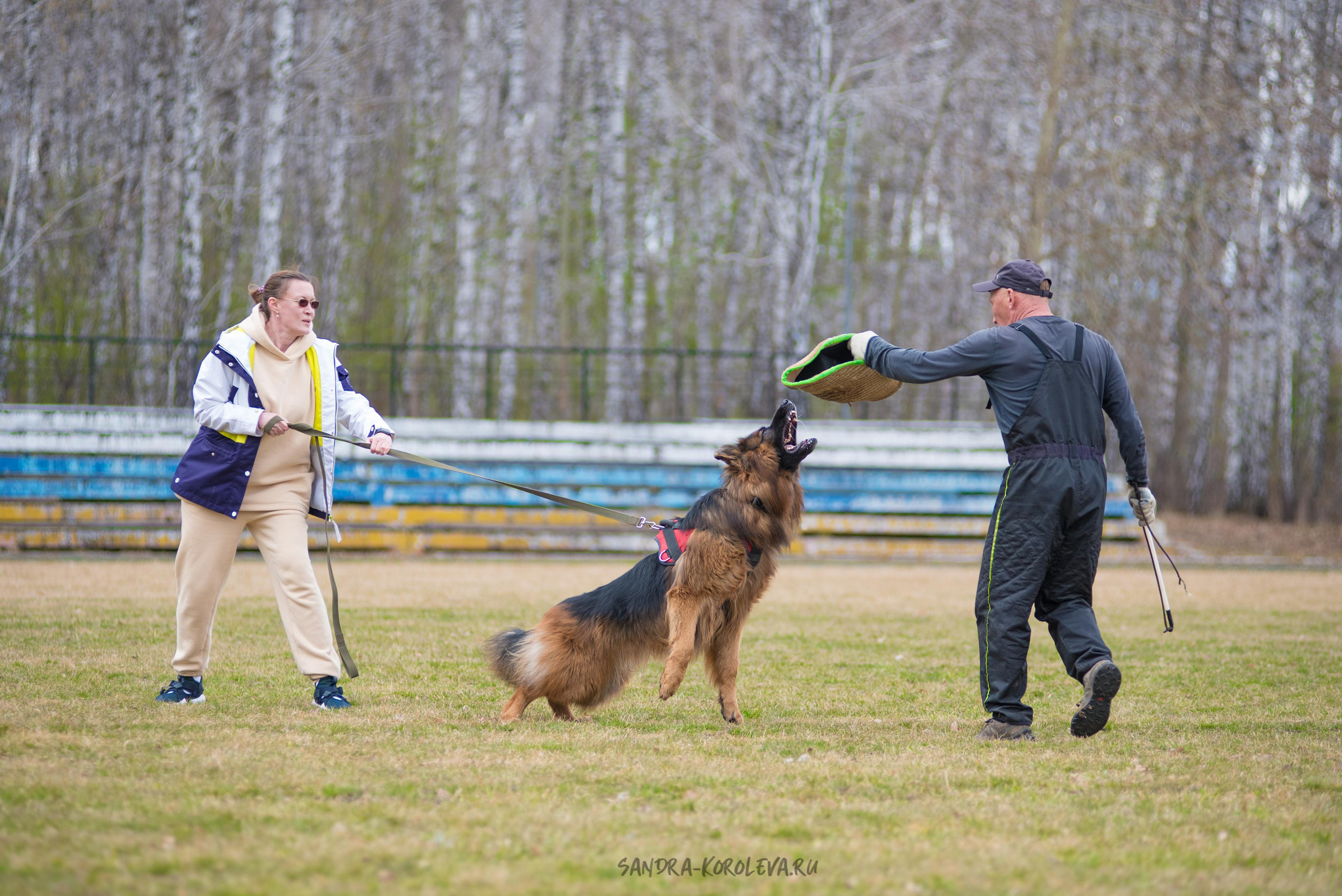 Тренинг с Сергеем Усковым май 2021 г.Тюмень. Дог-фотограф в Тюмени Александра Королева