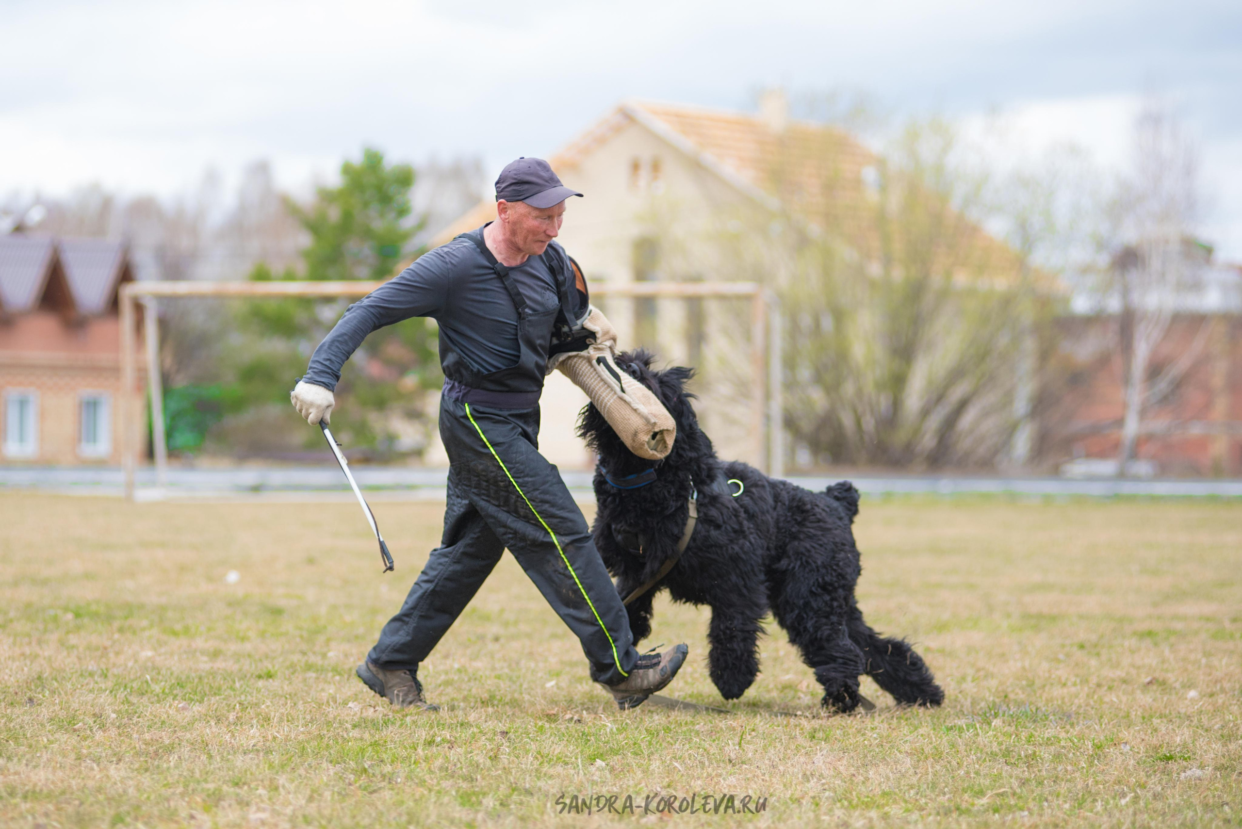 Тренинг с Сергеем Усковым май 2021 г.Тюмень. Дог-фотограф в Тюмени Александра Королева