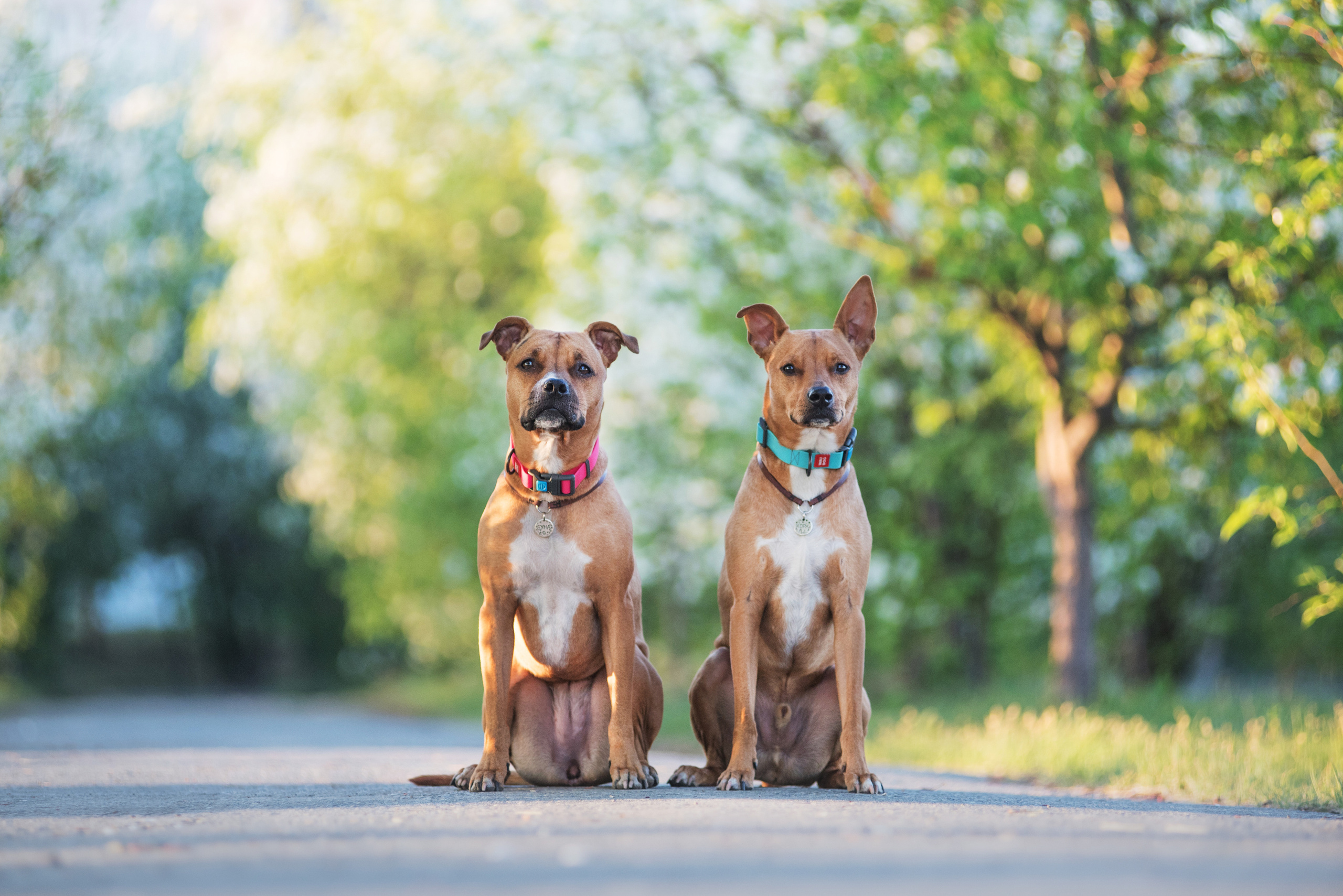 Лиза, Буня и Корж. Весна цветущая. Дог-фотограф в Тюмени Александра Королева