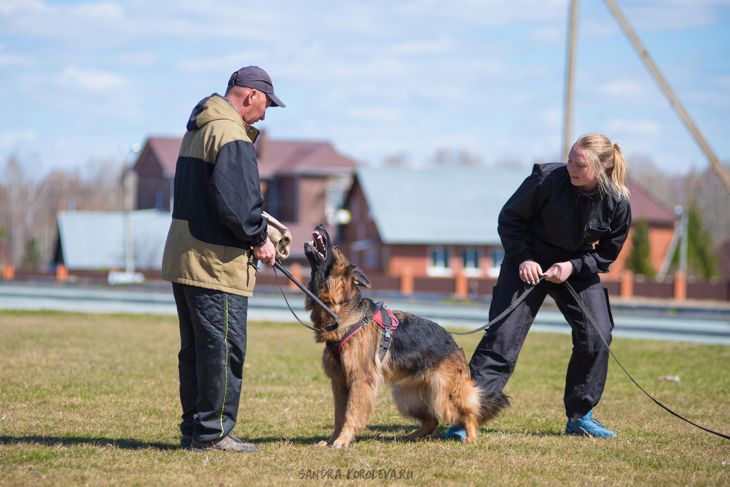 Тренинг с Сергеем Усковым май 2021 г.Тюмень. Дог-фотограф в Тюмени Александра Королева