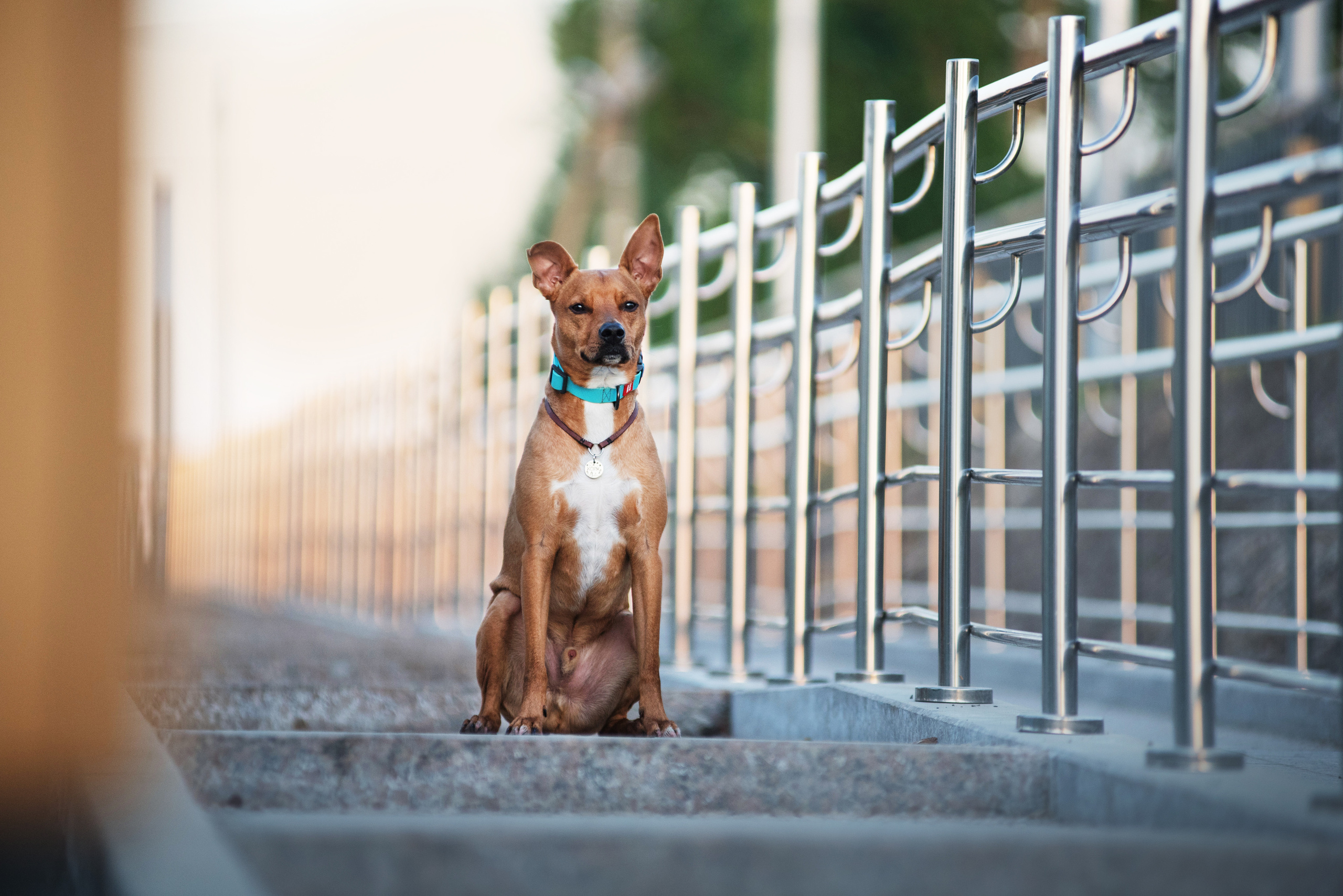 Лиза, Буня и Корж. Весна цветущая. Дог-фотограф в Тюмени Александра Королева