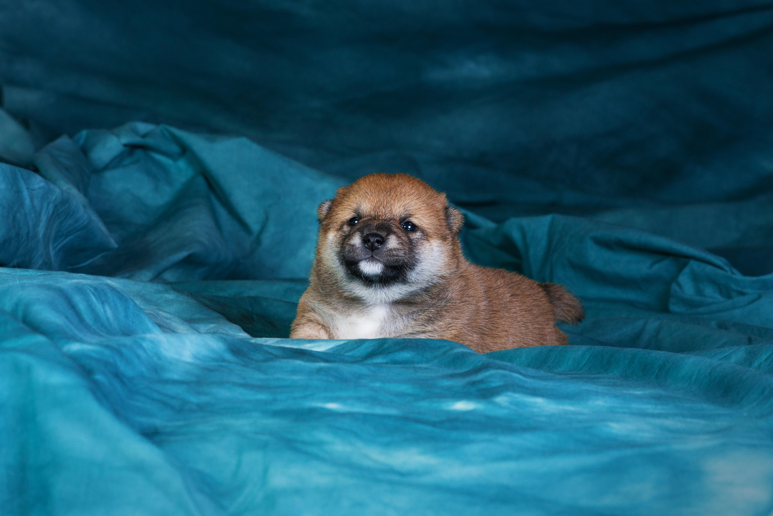 Маленькие сибы <3. Дог-фотограф в Тюмени Александра Королева