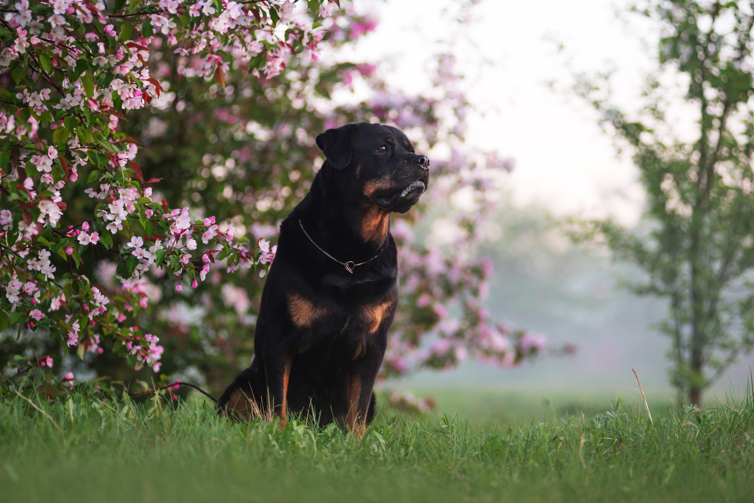 Лиза, Буня и Корж. Весна цветущая. Дог-фотограф в Тюмени Александра Королева