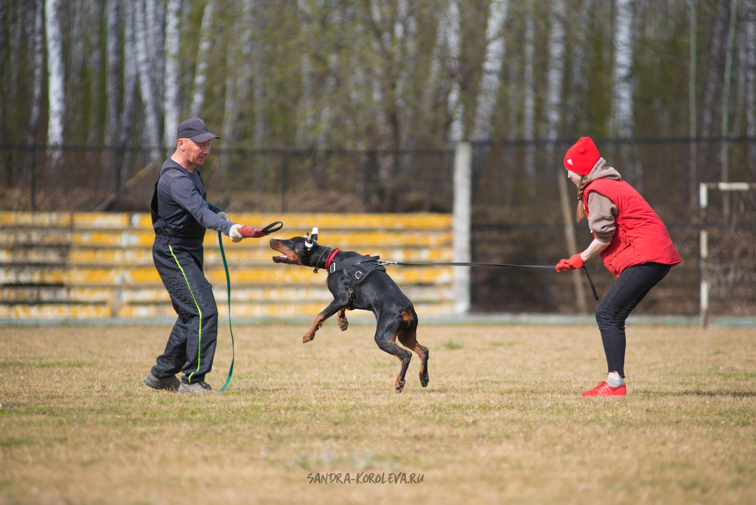 Тренинг с Сергеем Усковым май 2021 г.Тюмень. Дог-фотограф в Тюмени Александра Королева
