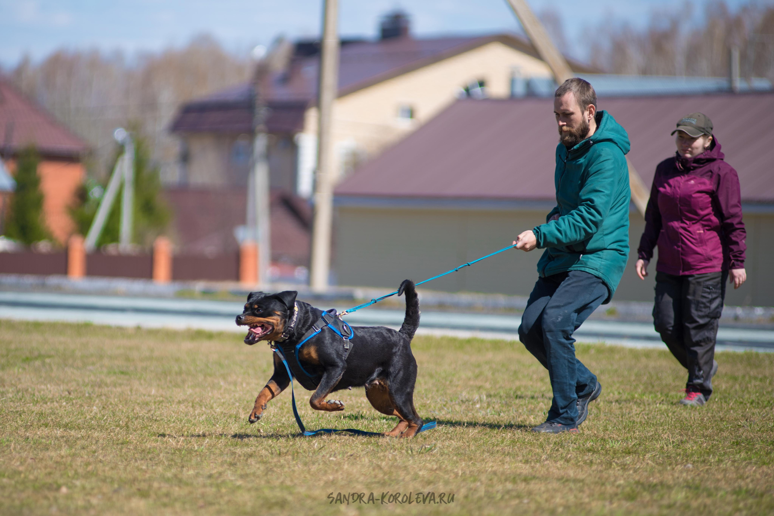 Тренинг с Сергеем Усковым май 2021 г.Тюмень. Дог-фотограф в Тюмени Александра Королева