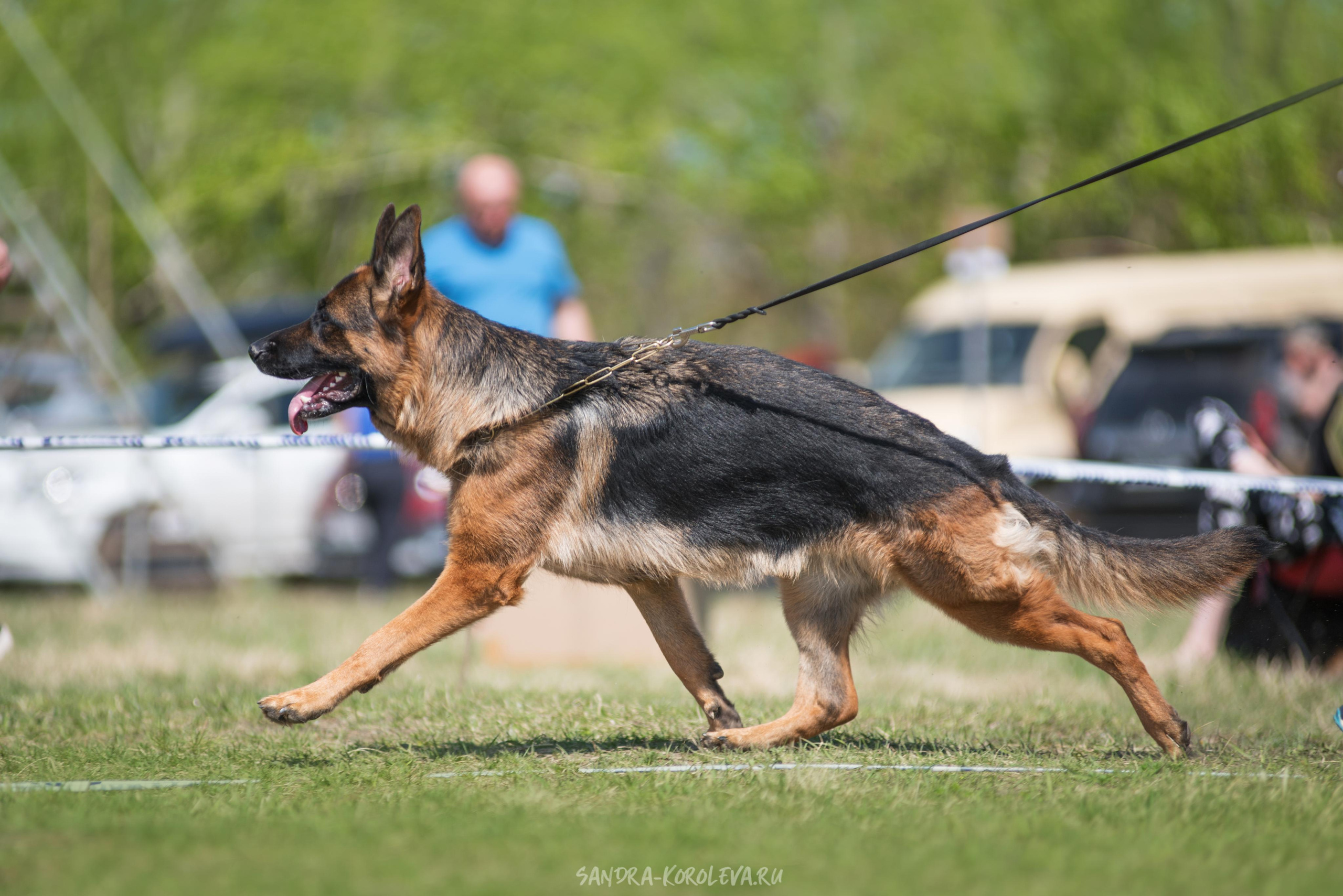 Монопородная выставка немецких овчарок 8 мая г. Челябинск. Дог-фотограф в Тюмени Александра Королева