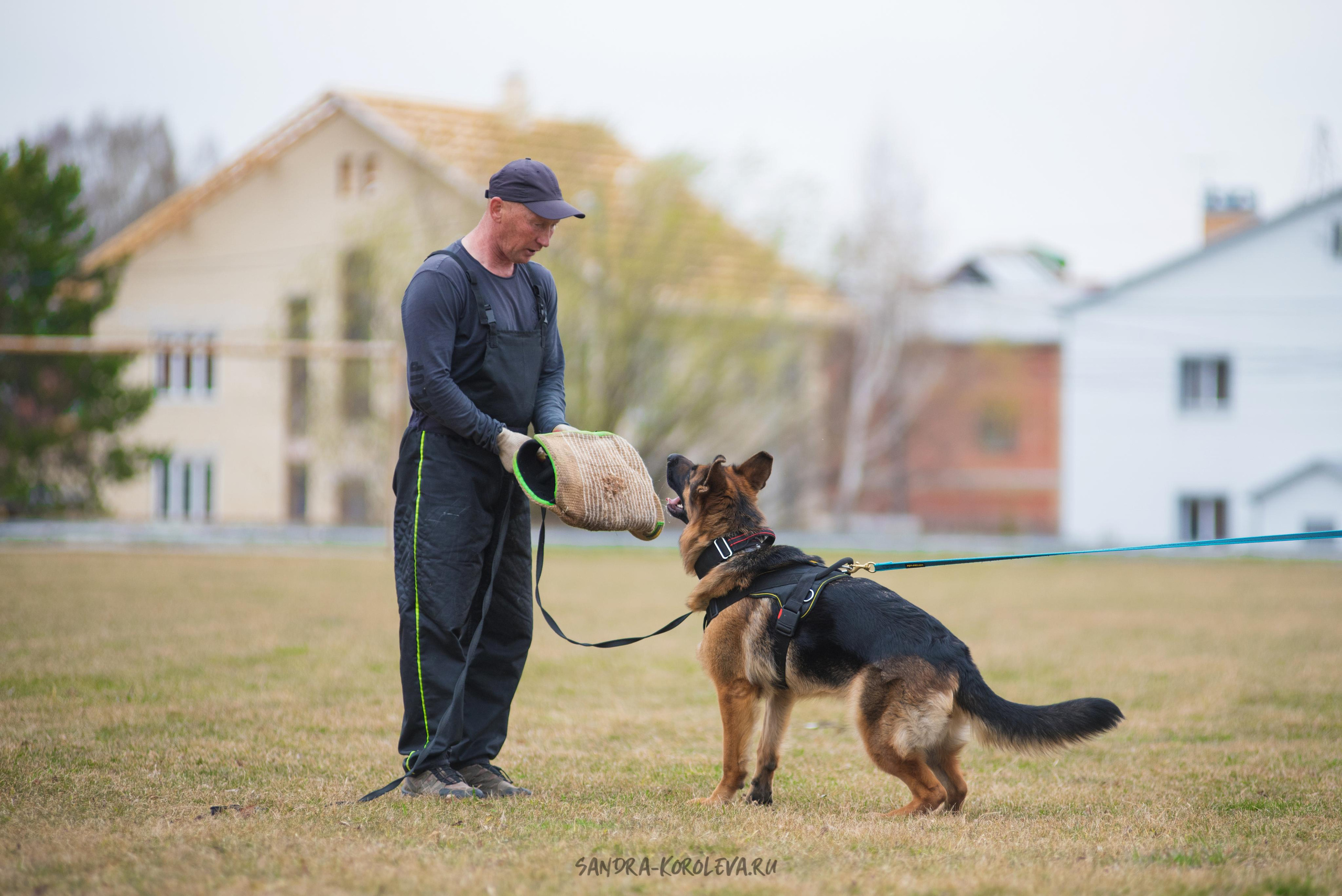Тренинг с Сергеем Усковым май 2021 г.Тюмень. Дог-фотограф в Тюмени Александра Королева