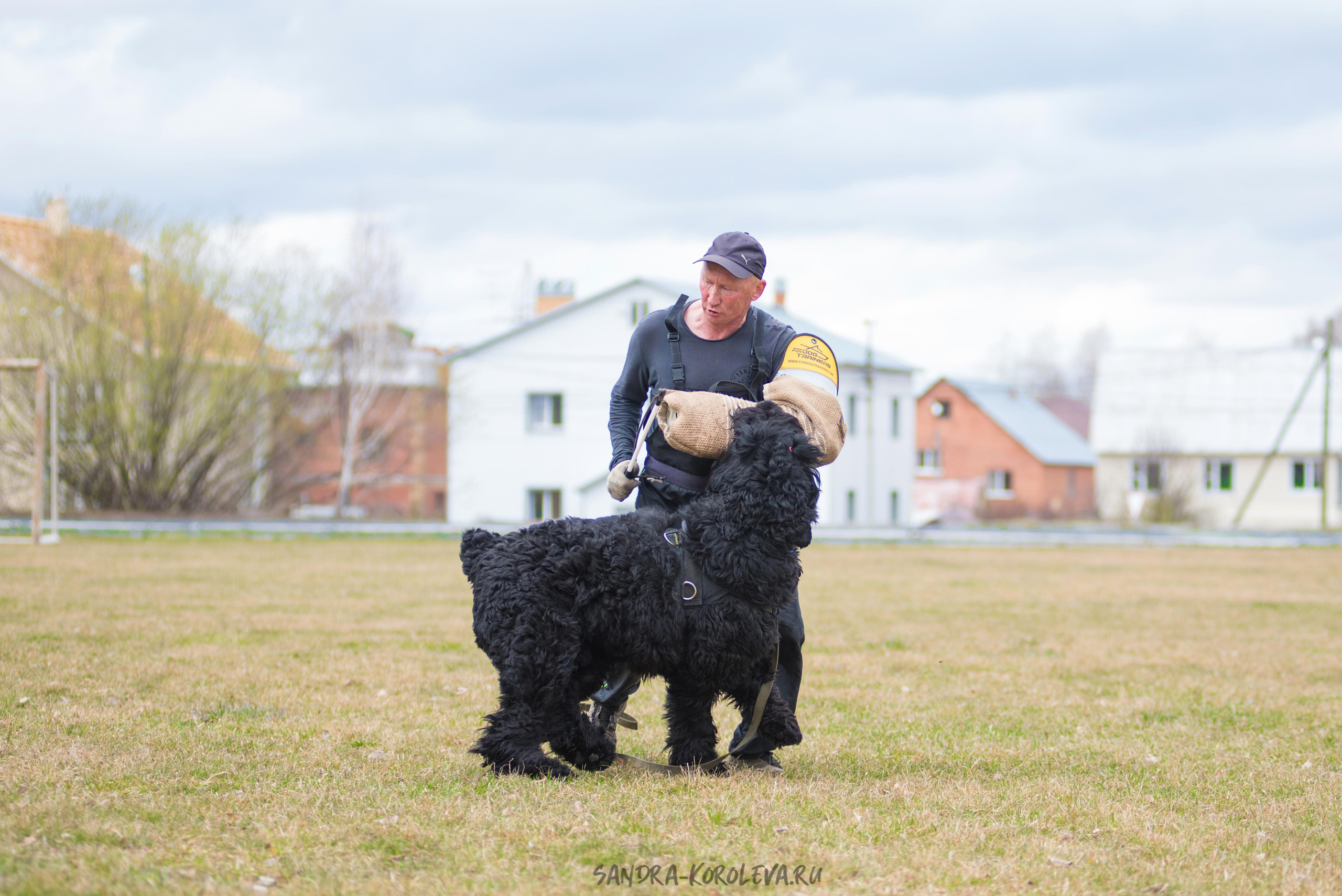 Тренинг с Сергеем Усковым май 2021 г.Тюмень. Дог-фотограф в Тюмени Александра Королева