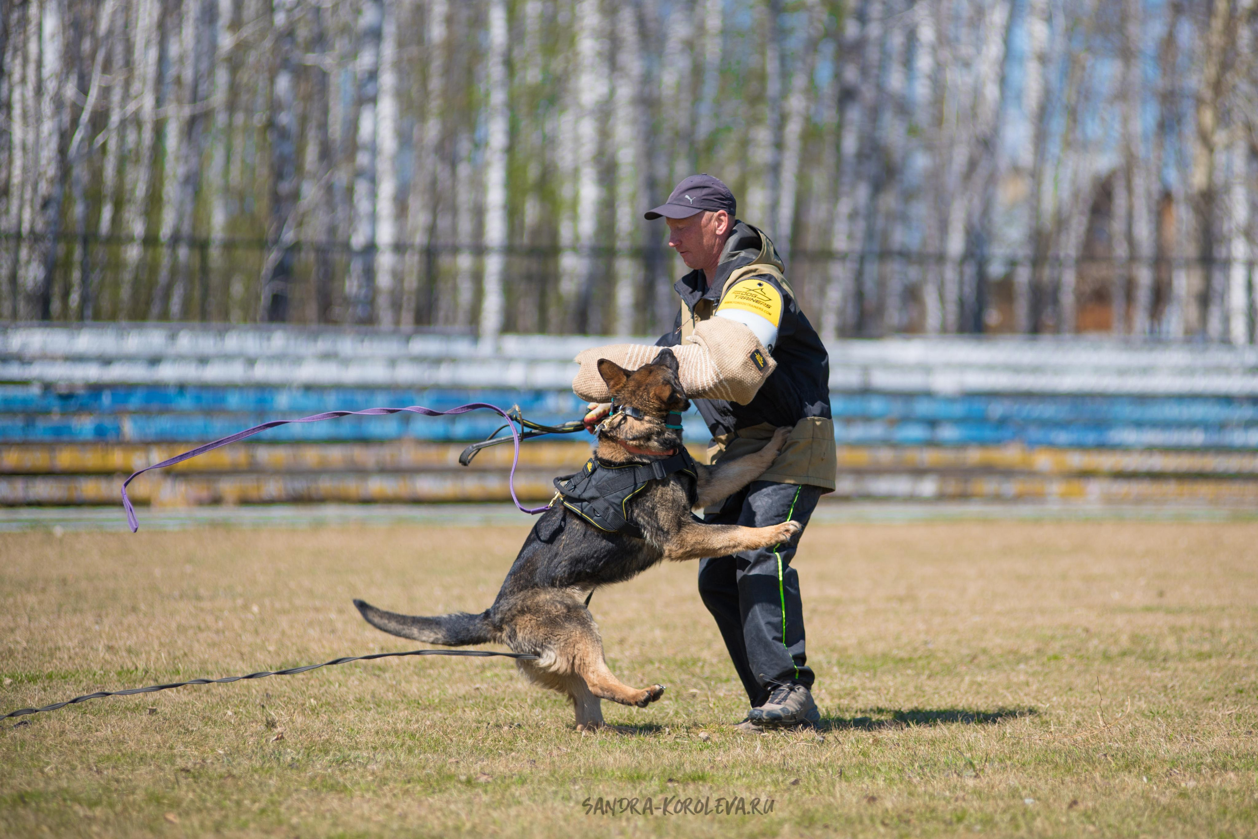 Тренинг с Сергеем Усковым май 2021 г.Тюмень. Дог-фотограф в Тюмени Александра Королева