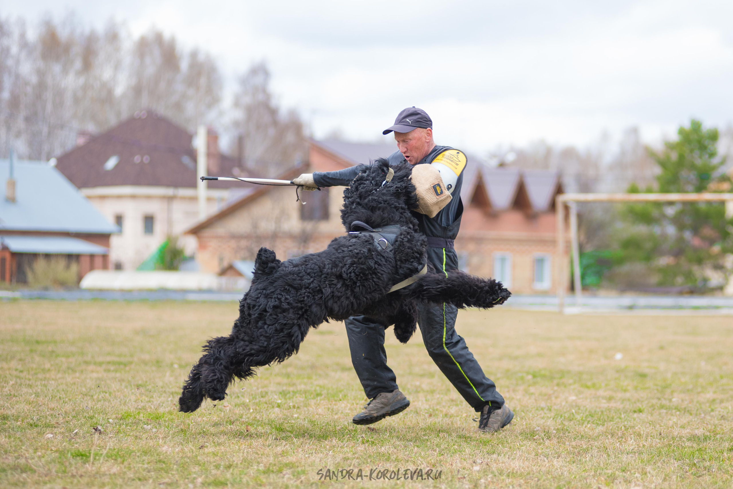 Тренинг с Сергеем Усковым май 2021 г.Тюмень. Дог-фотограф в Тюмени Александра Королева