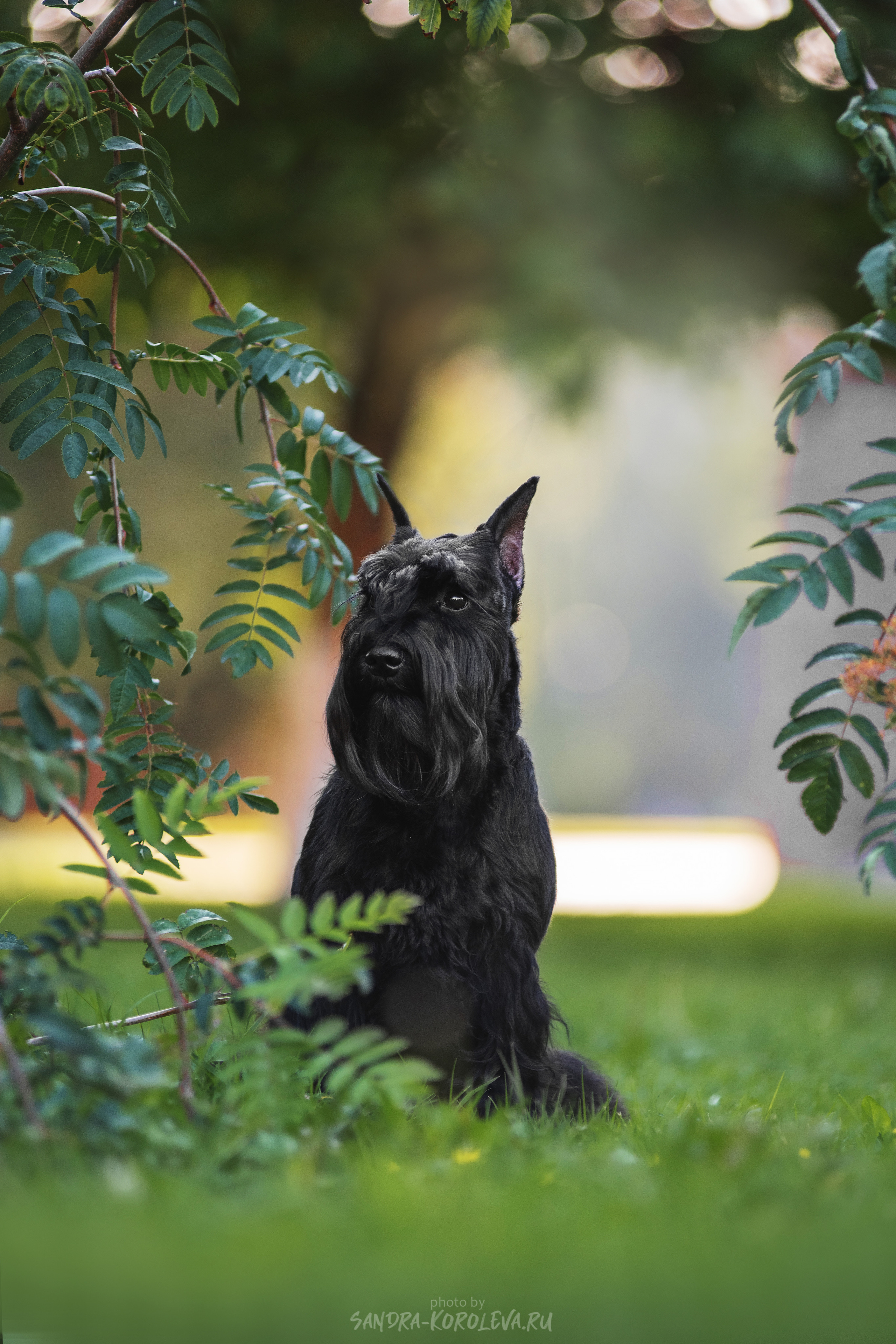 Цвергшнауцер. Дог-фотограф в Тюмени Александра Королева