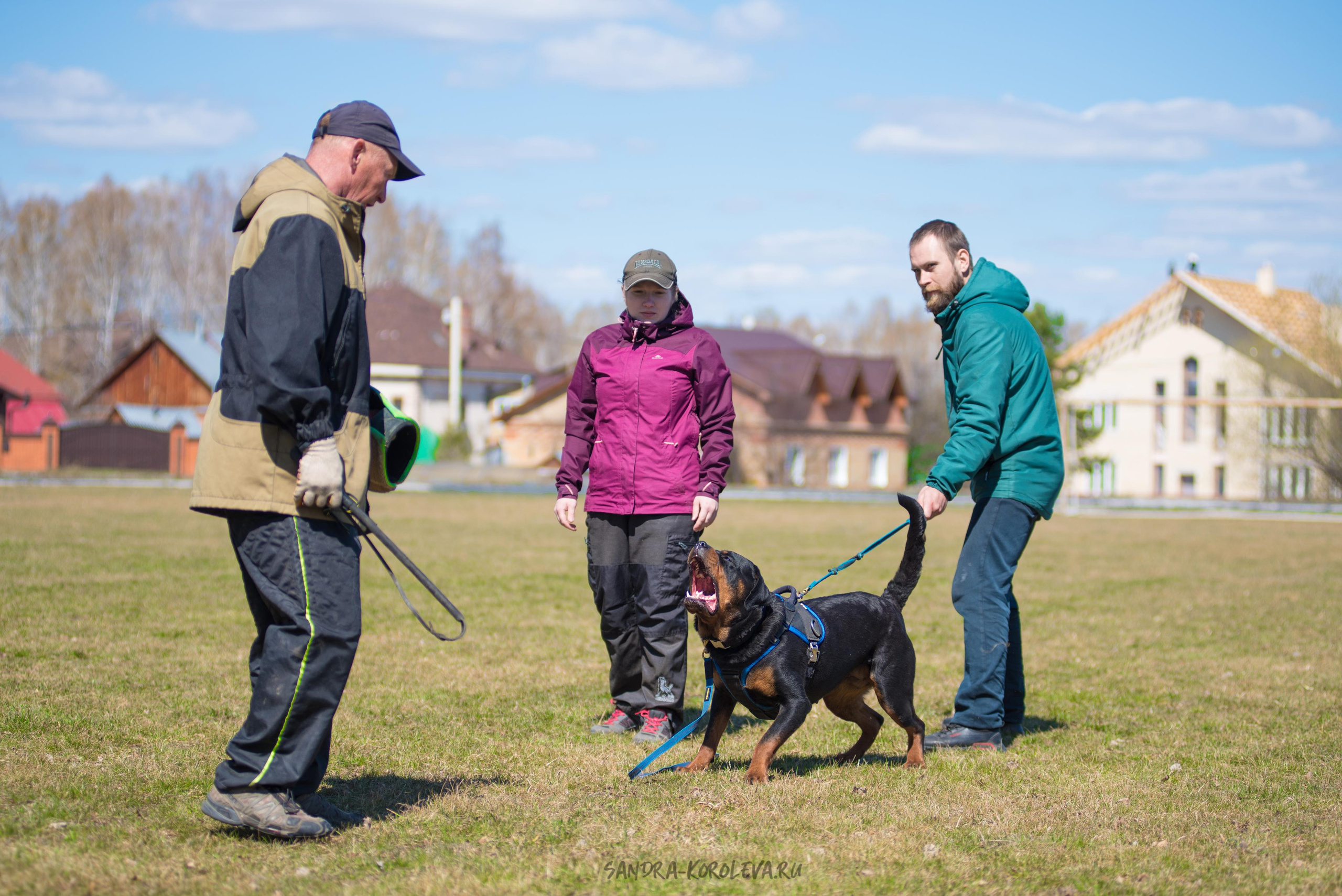 Тренинг с Сергеем Усковым май 2021 г.Тюмень. Дог-фотограф в Тюмени Александра Королева
