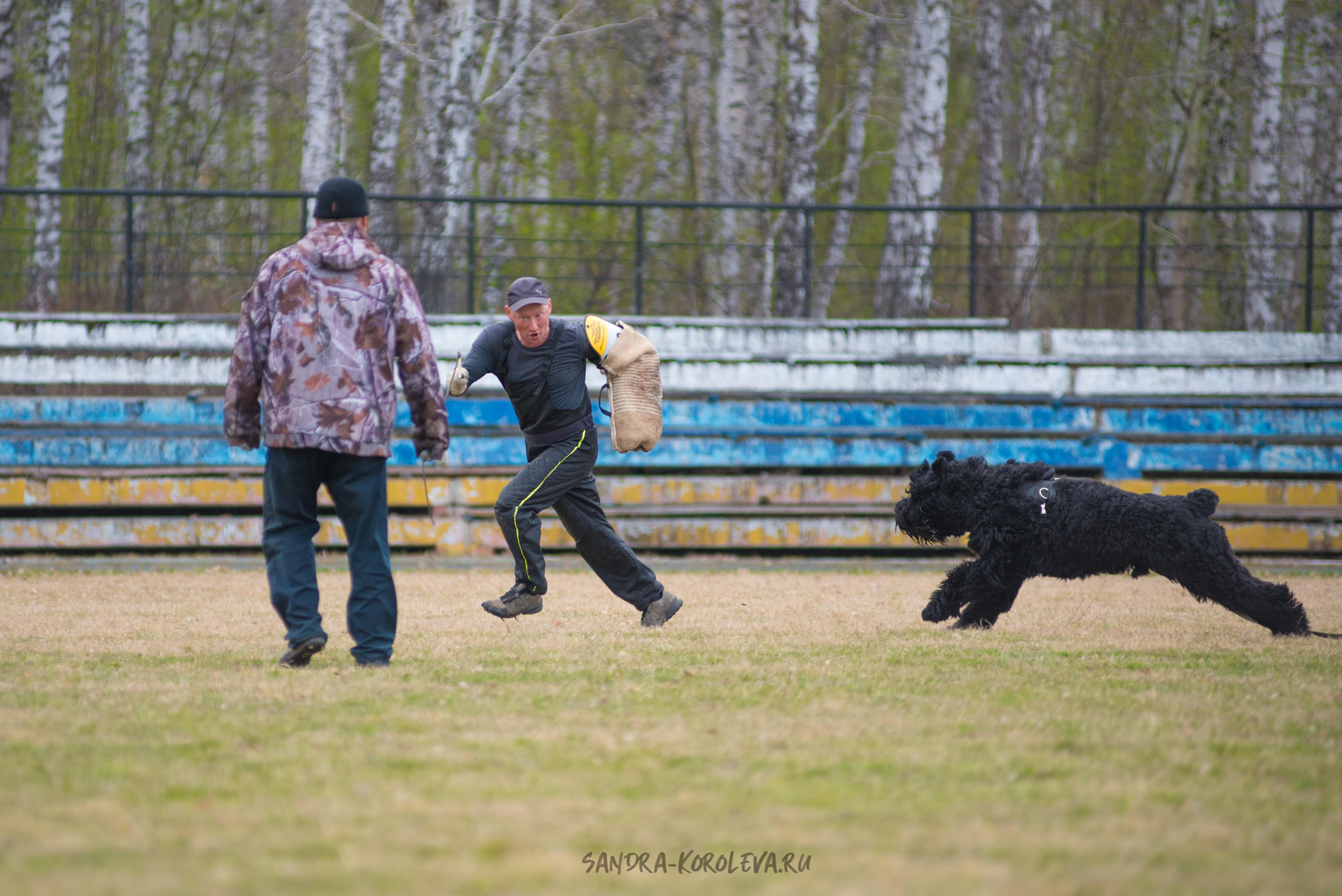 Тренинг с Сергеем Усковым май 2021 г.Тюмень. Дог-фотограф в Тюмени Александра Королева