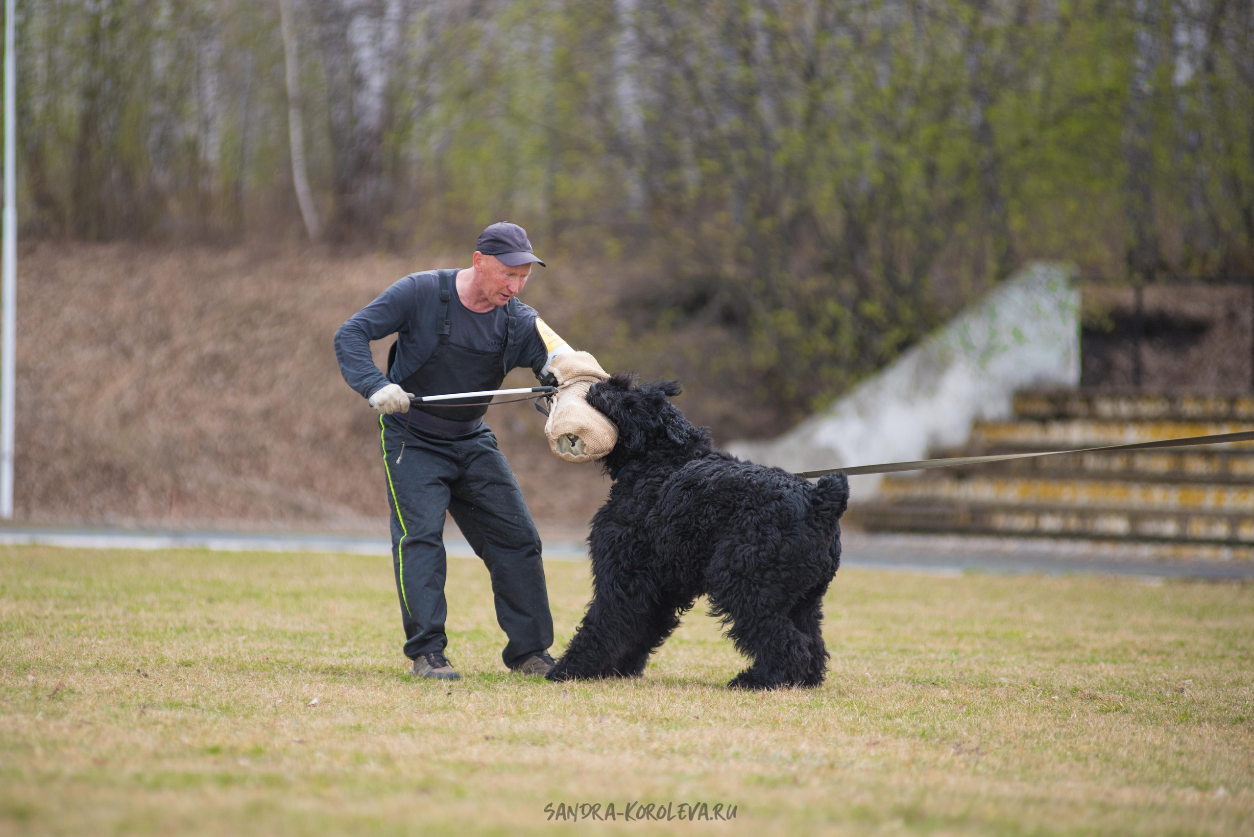 Тренинг с Сергеем Усковым май 2021 г.Тюмень. Дог-фотограф в Тюмени Александра Королева