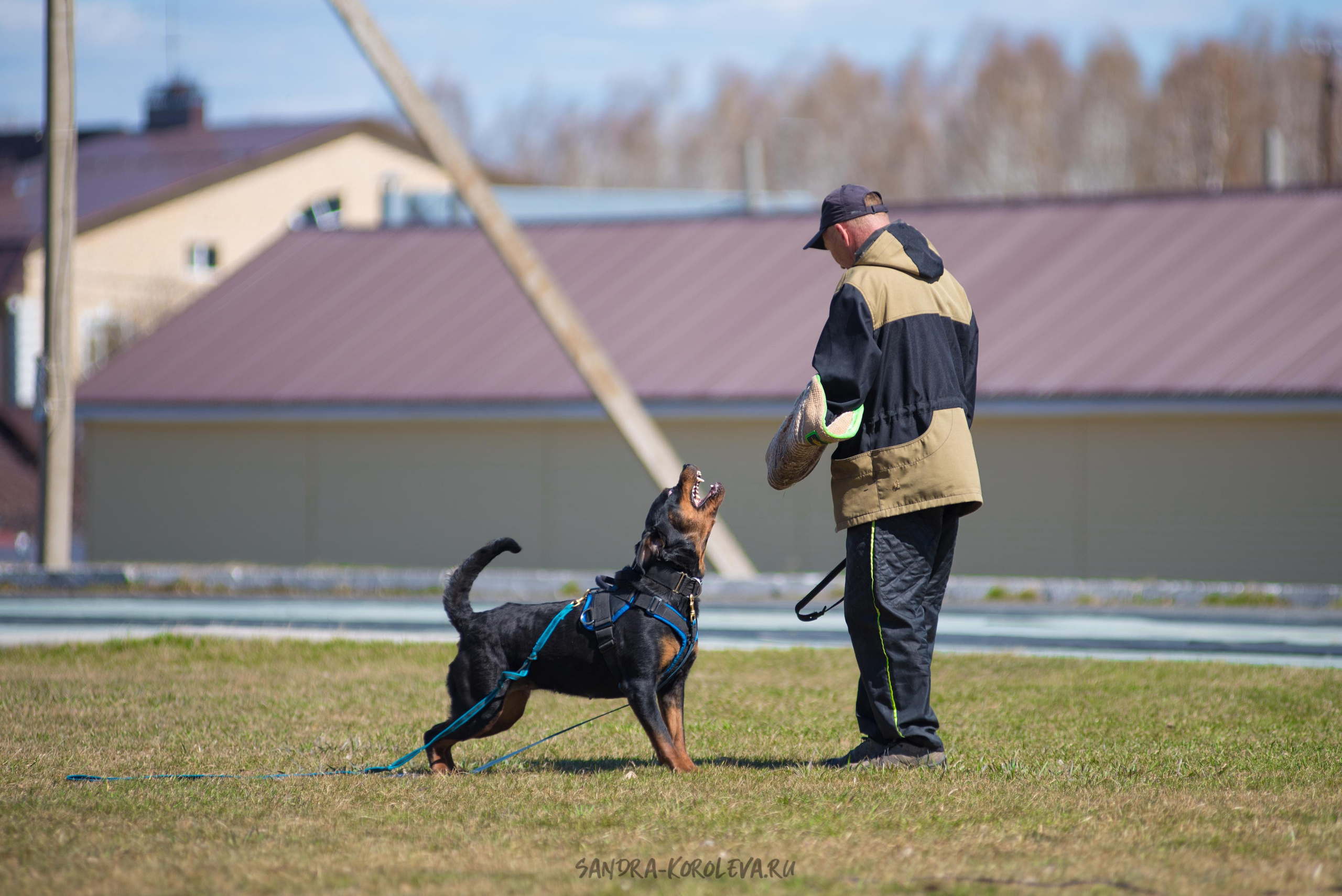 Тренинг с Сергеем Усковым май 2021 г.Тюмень. Дог-фотограф в Тюмени Александра Королева