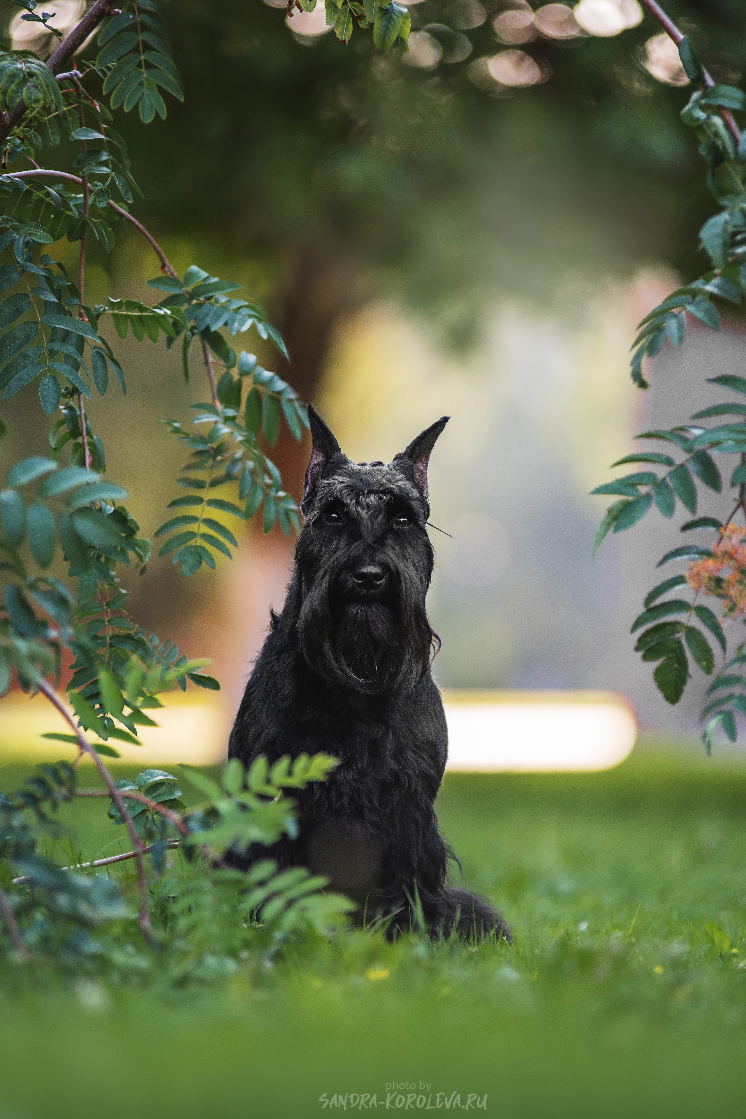 Цвергшнауцер. Дог-фотограф в Тюмени Александра Королева