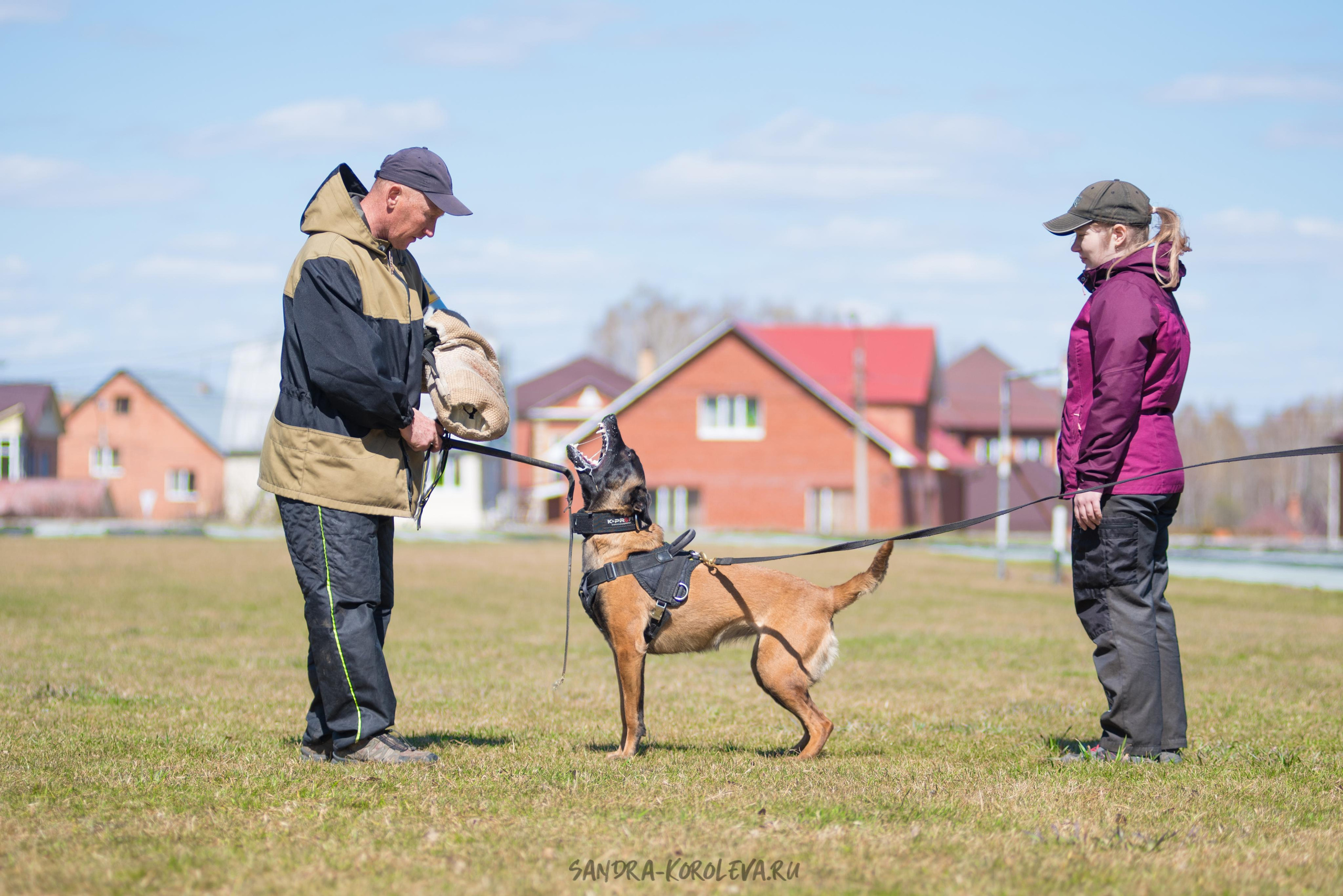 Тренинг с Сергеем Усковым май 2021 г.Тюмень. Дог-фотограф в Тюмени Александра Королева