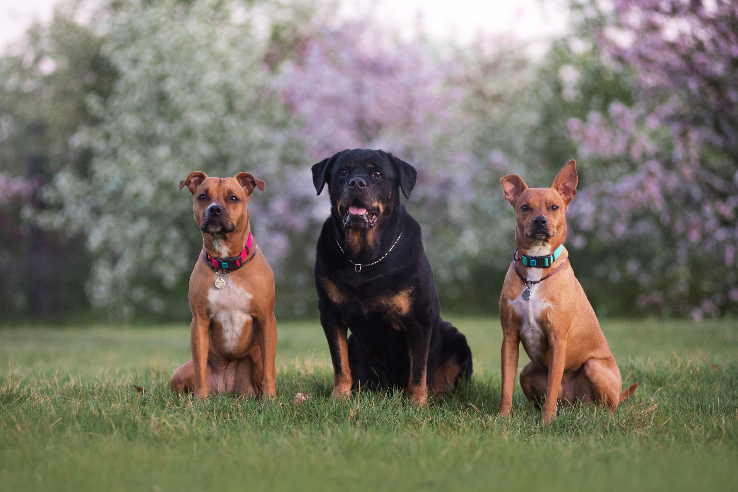 Лиза, Буня и Корж. Весна цветущая. Дог-фотограф в Тюмени Александра Королева