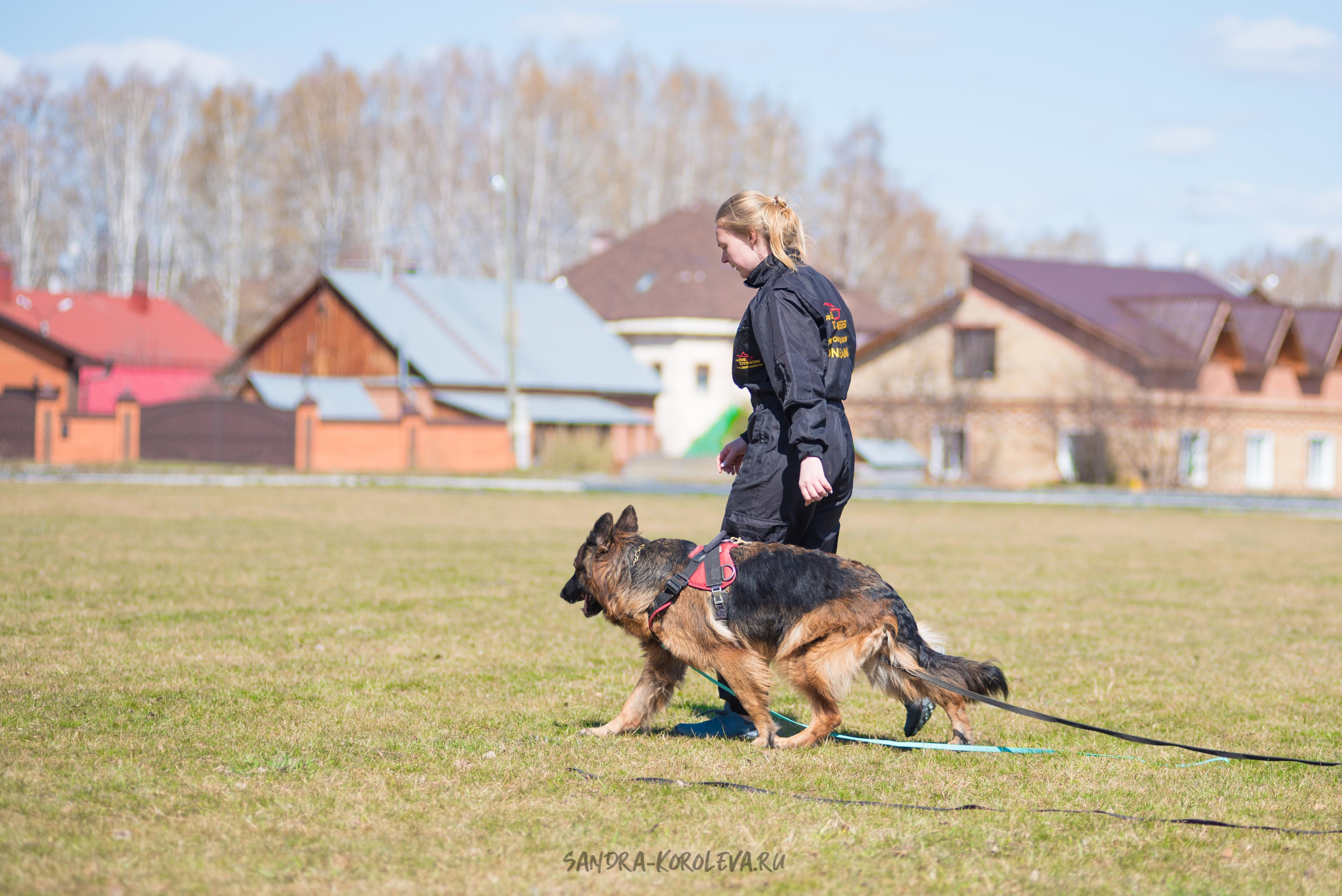 Тренинг с Сергеем Усковым май 2021 г.Тюмень. Дог-фотограф в Тюмени Александра Королева